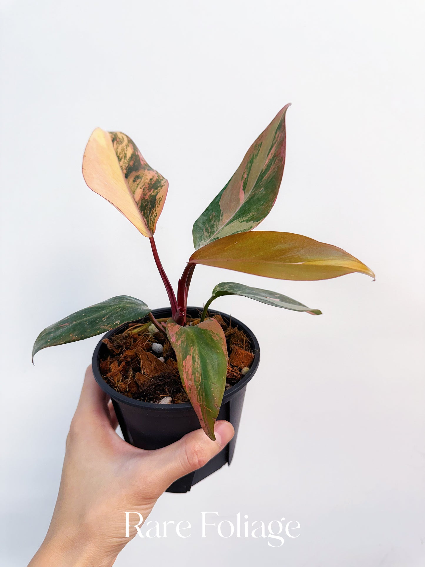 Philodendron Princess of Fire 4” Exact Plant