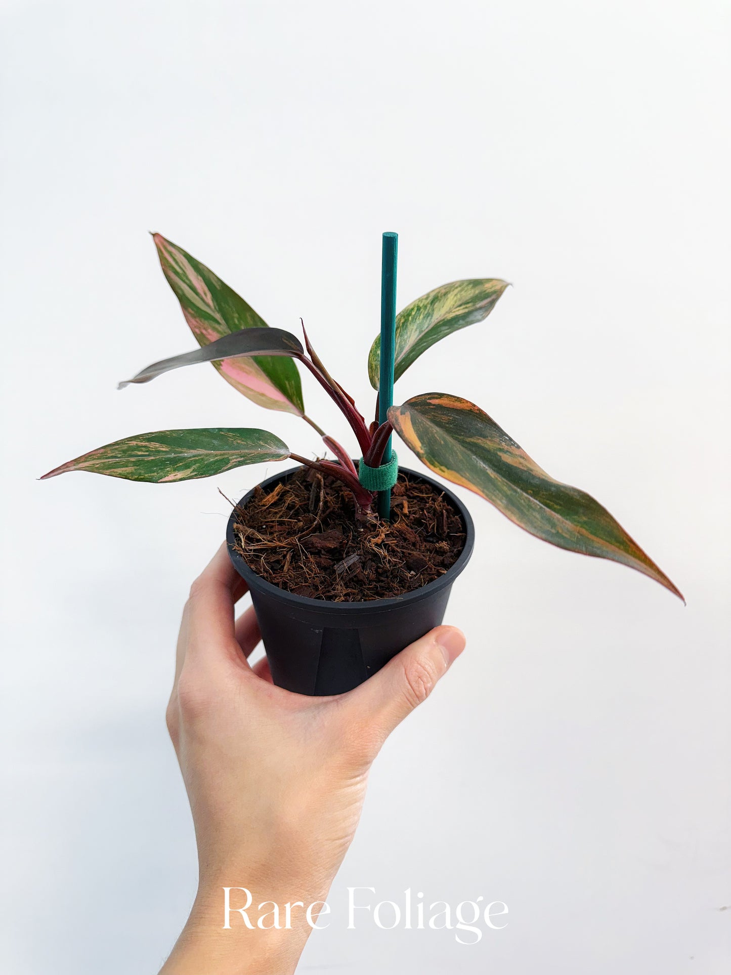 Philodendron Princess of Fire 4” Exact Plant