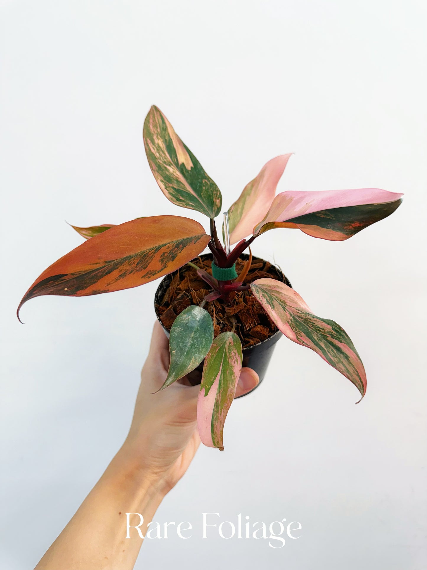 Philodendron Princess of Fire 4” Exact Plant