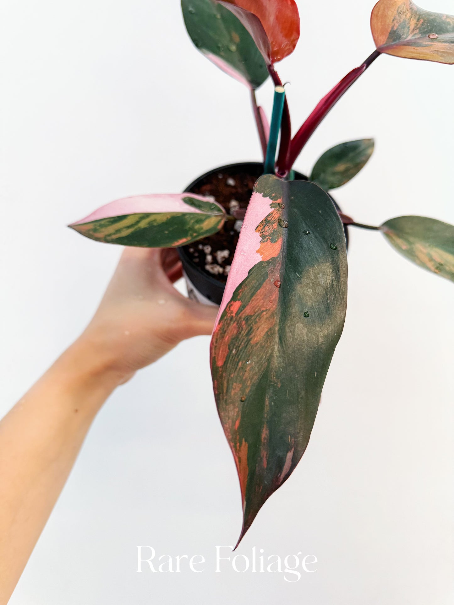 Philodendron Princess of Fire 5” Exact Plant