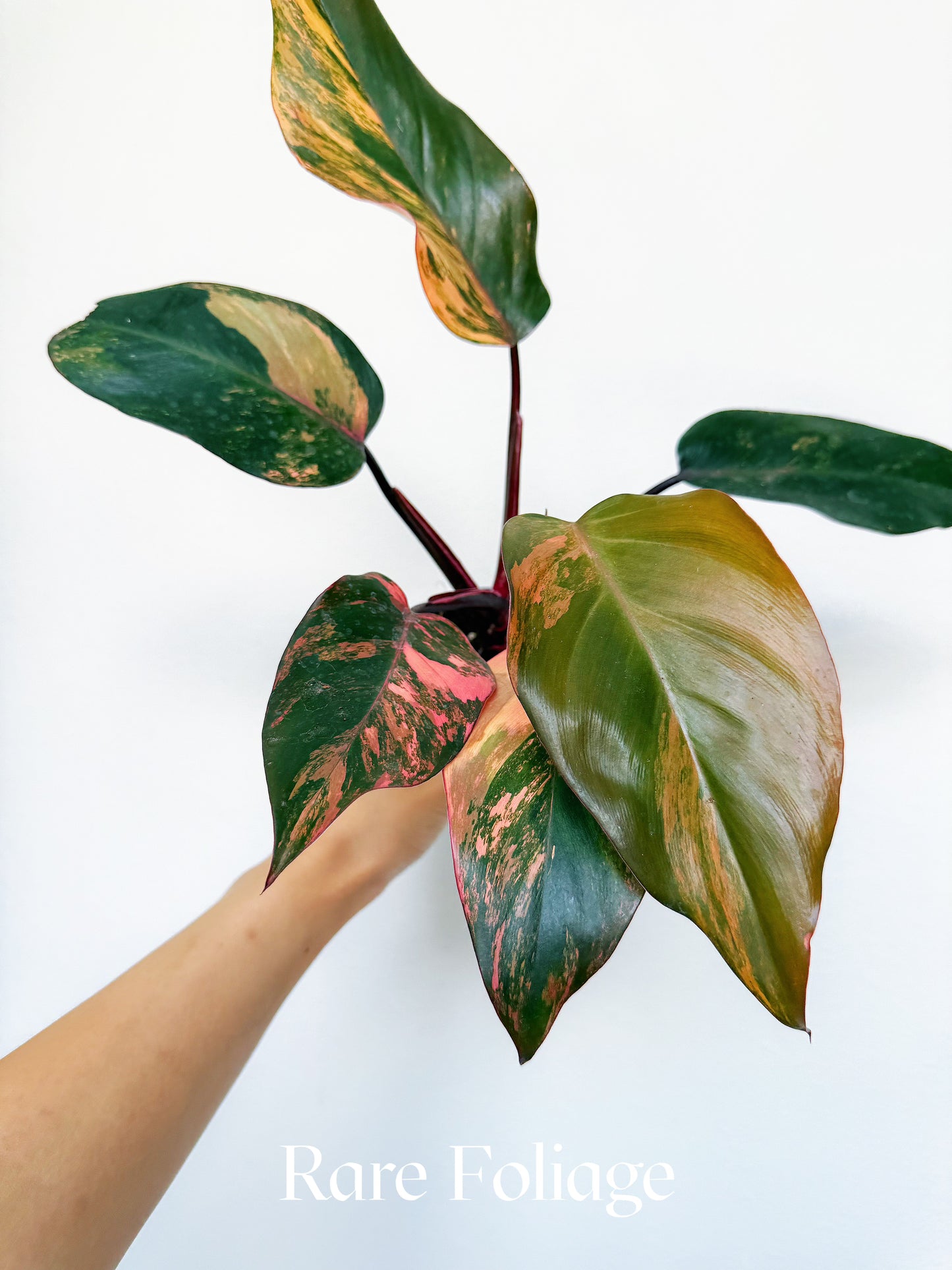 Philodendron Princess of Fire Tricolor 3" Exact Plant