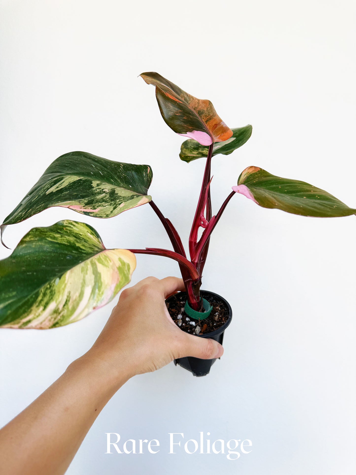 Philodendron Princess of Fire Tricolor 3" Exact Plant