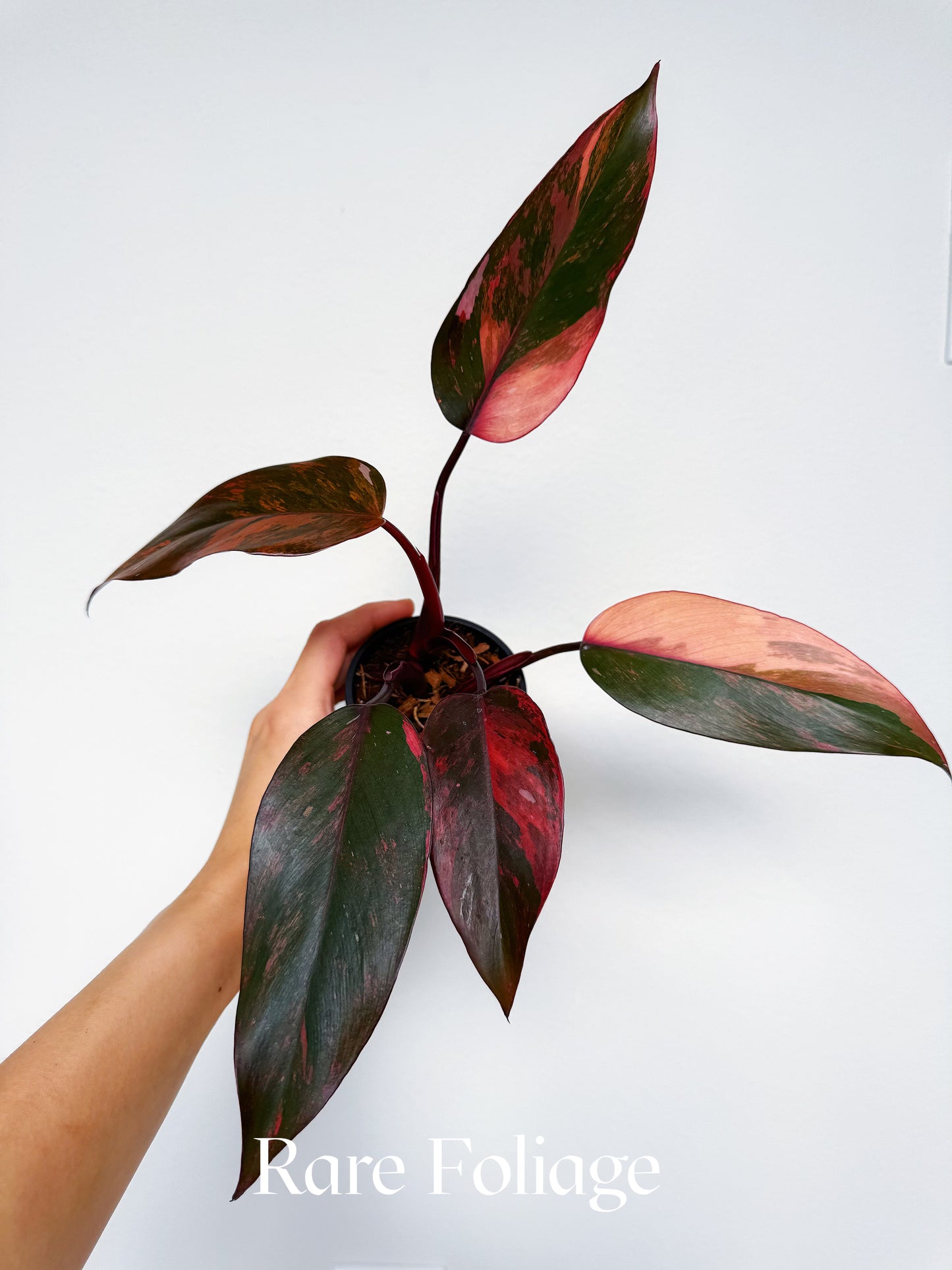 Philodendron Princess of Fire 3” Exact Plant