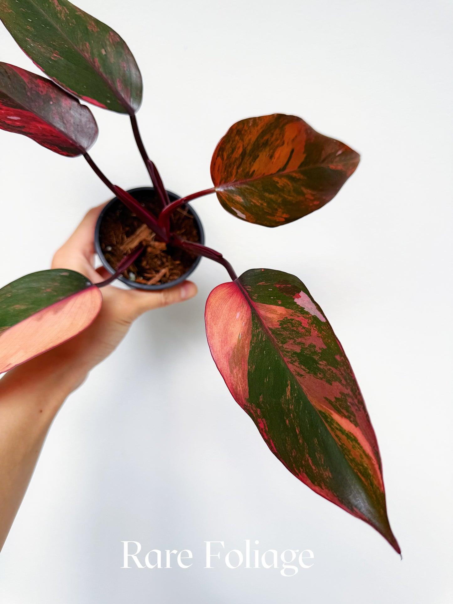 Philodendron Princess of Fire 3” Exact Plant
