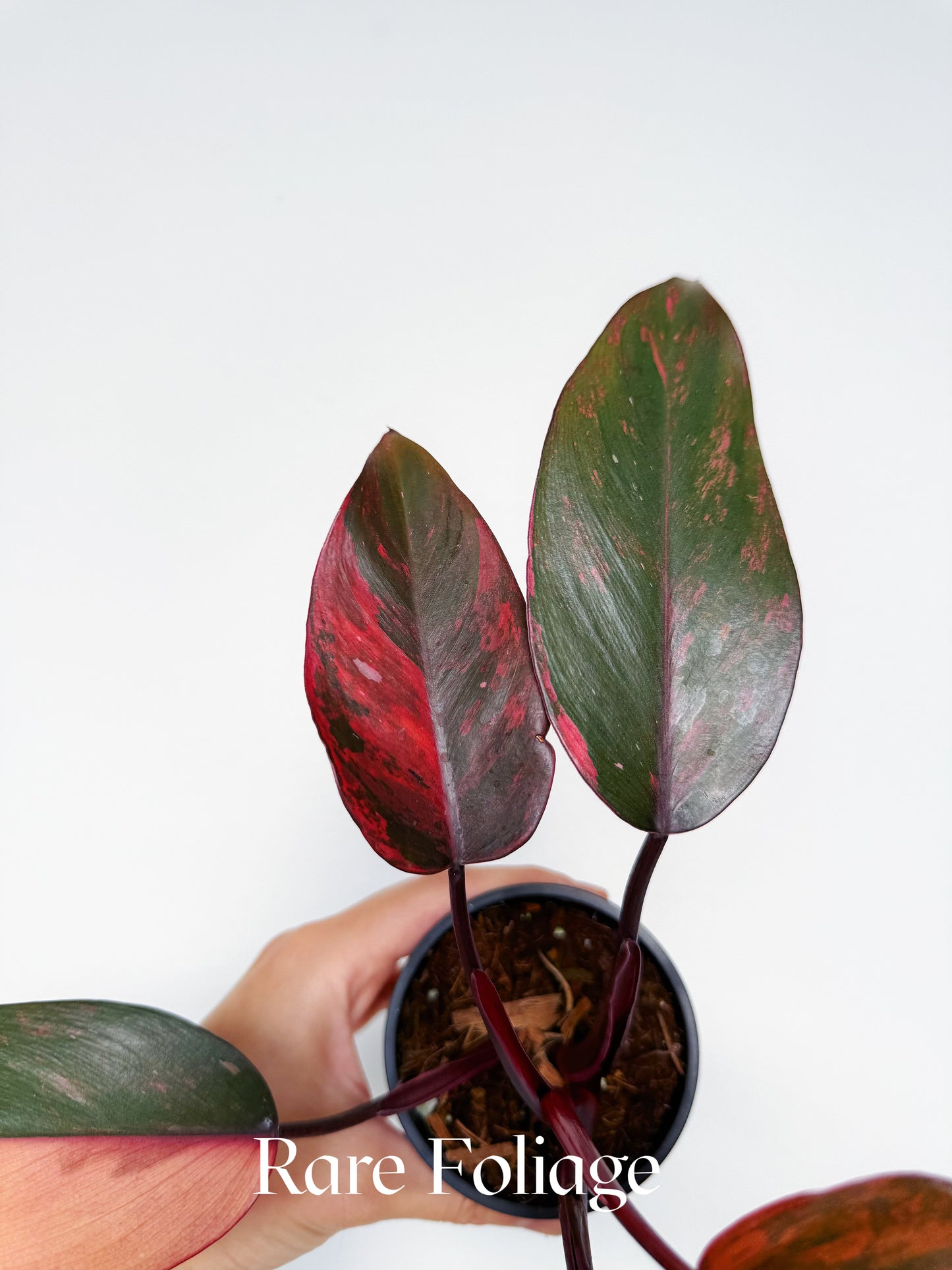 Philodendron Princess of Fire 3” Exact Plant