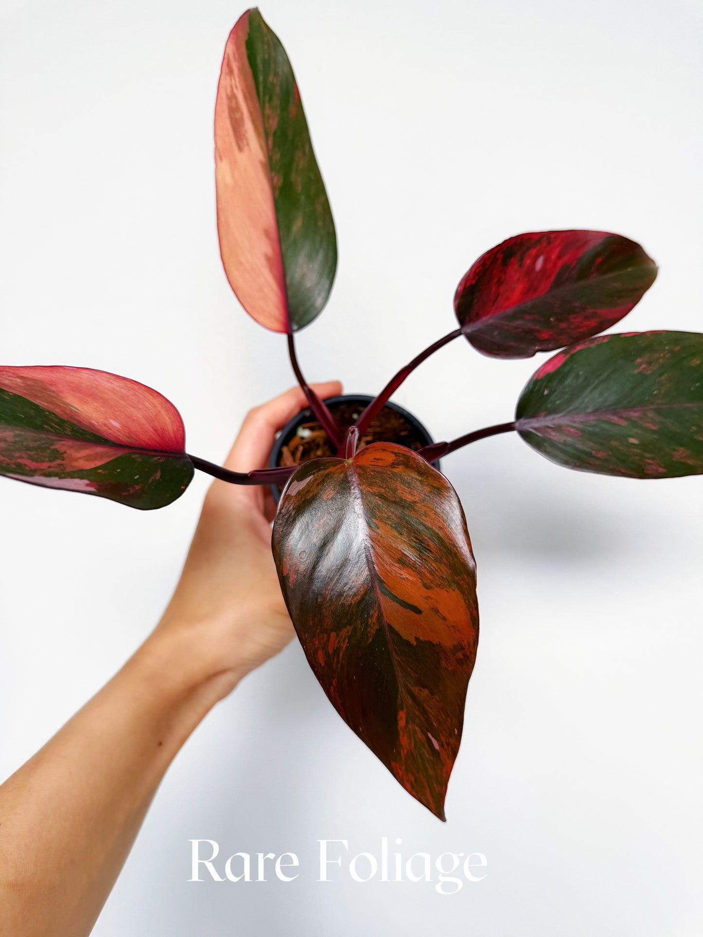 Philodendron Princess of Fire 3” Exact Plant