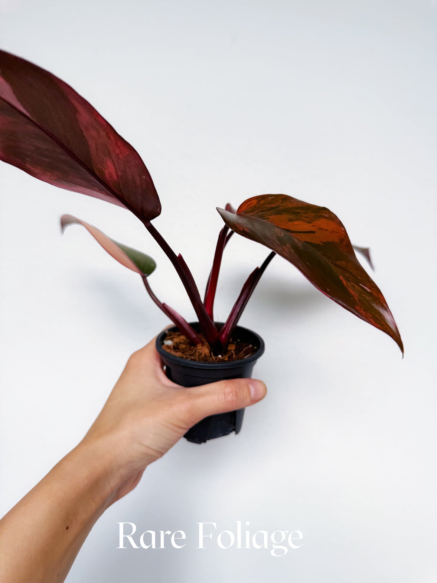 Philodendron Princess of Fire 3” Exact Plant