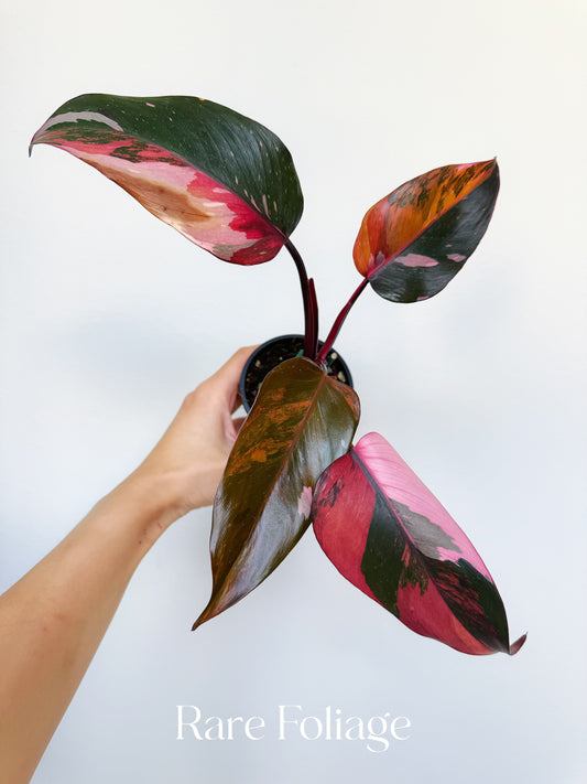 Philodendron Princess of Fire 3” Exact Plant