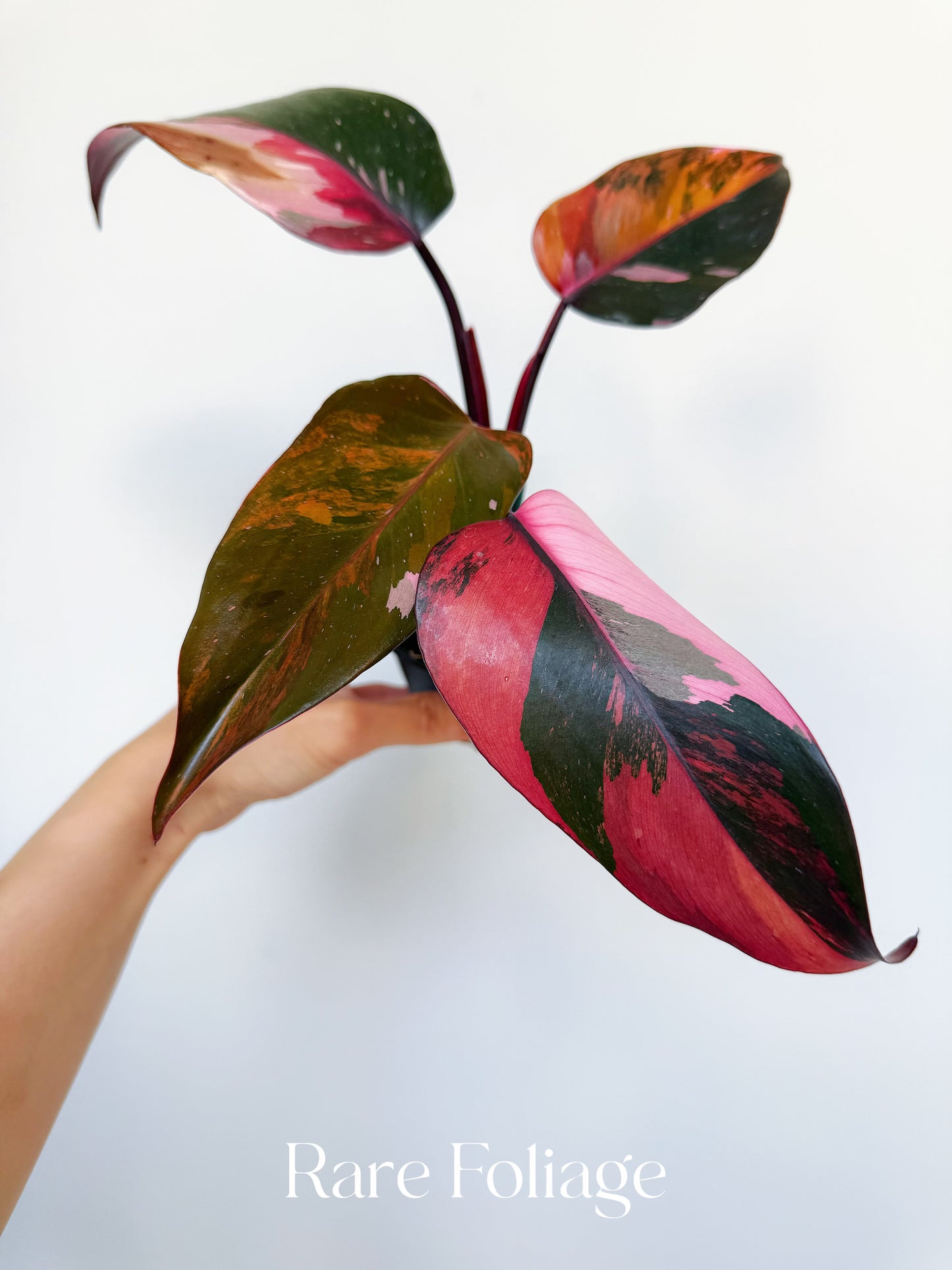 Philodendron Princess of Fire 3” Exact Plant