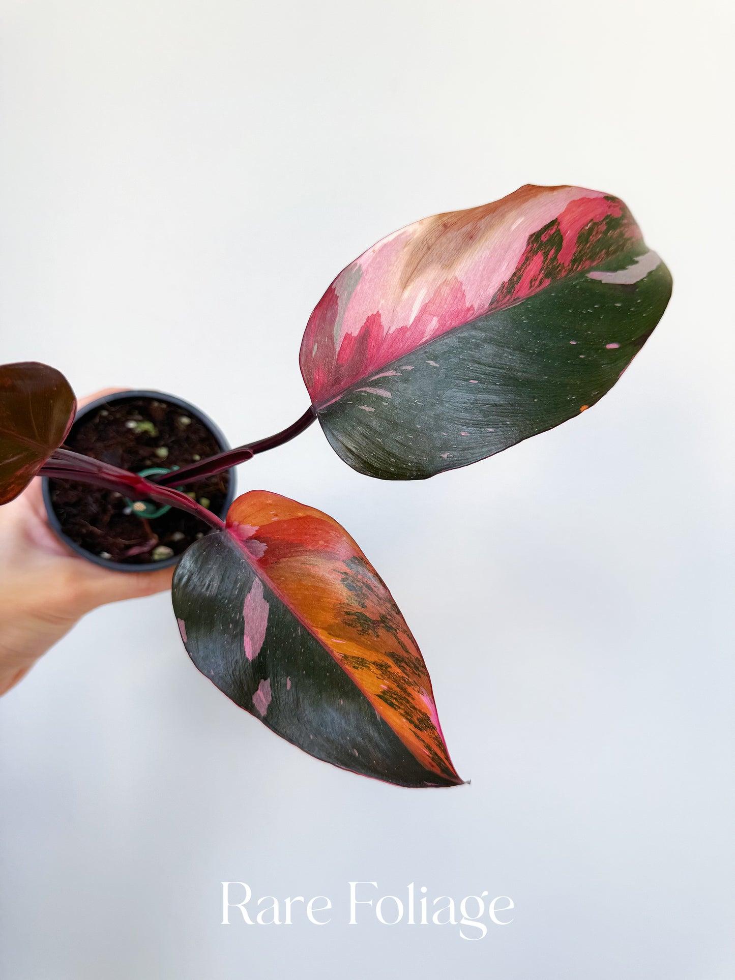Philodendron Princess of Fire 3” Exact Plant