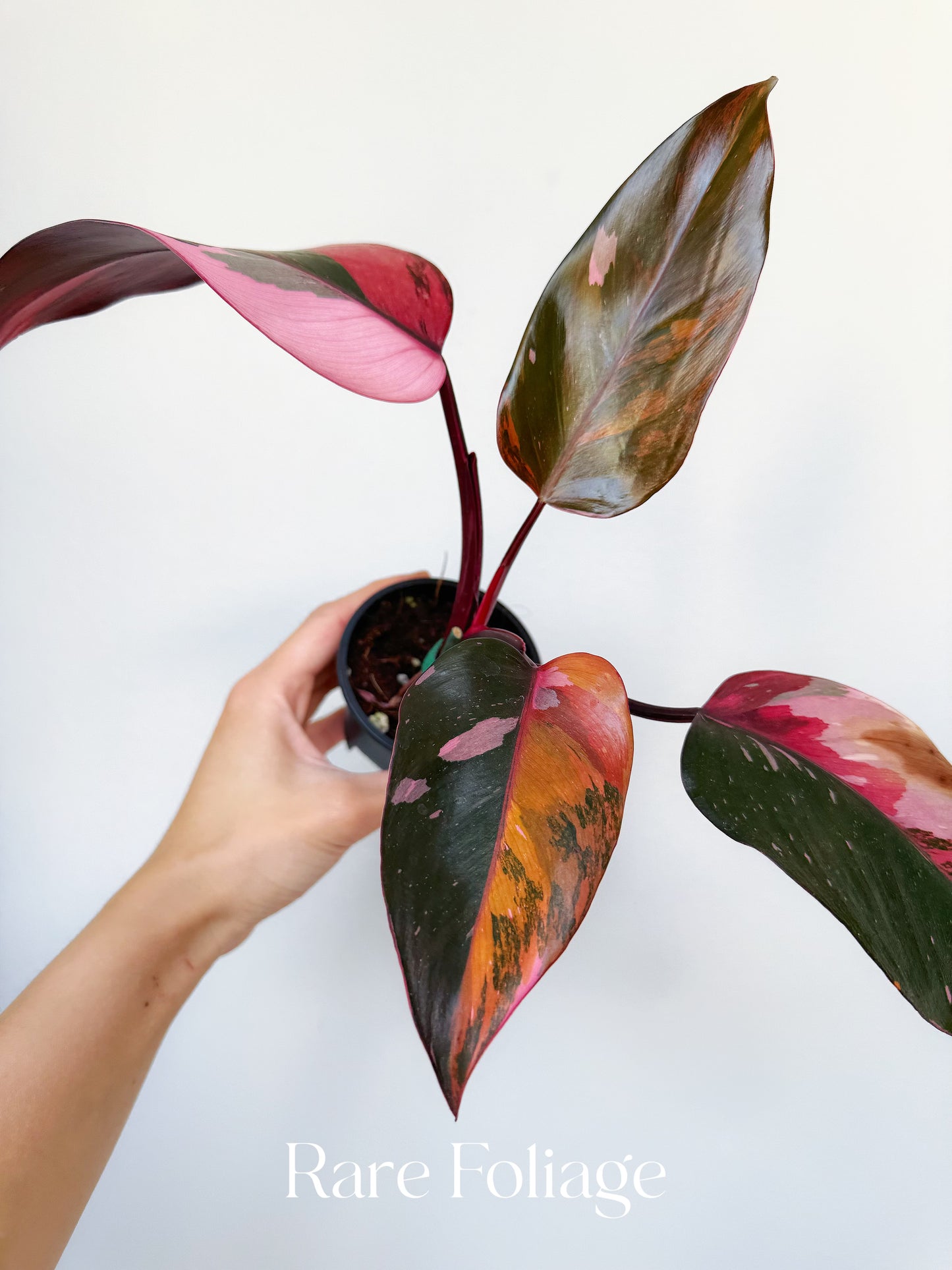 Philodendron Princess of Fire 3” Exact Plant