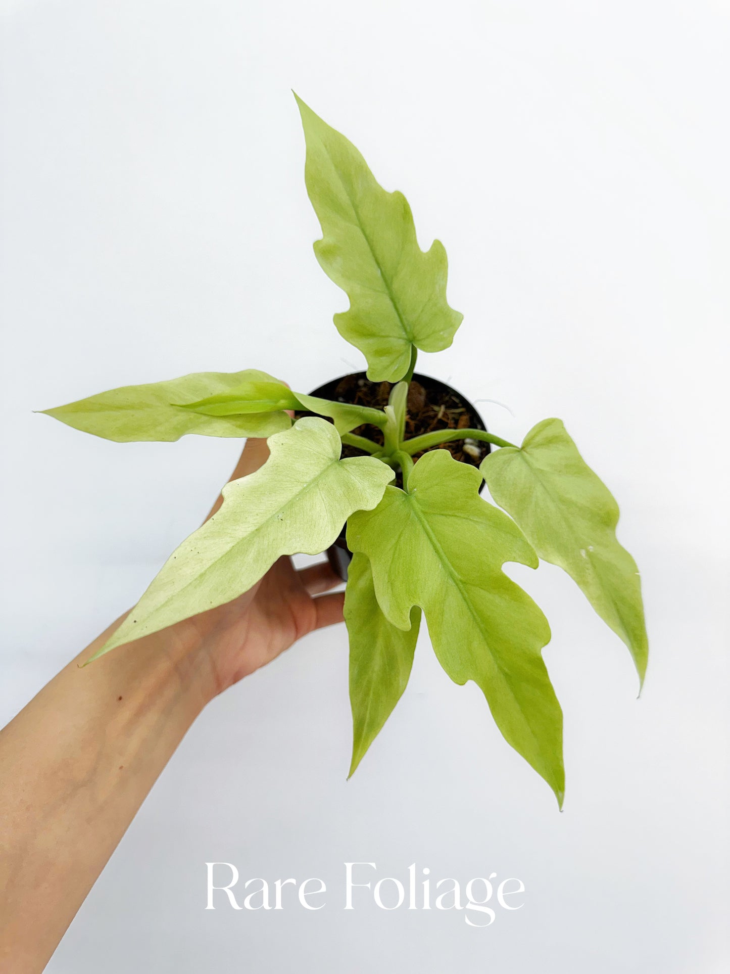 philodendron radiatum juvenile Philodendron Radiatum Mint Variegated 4"