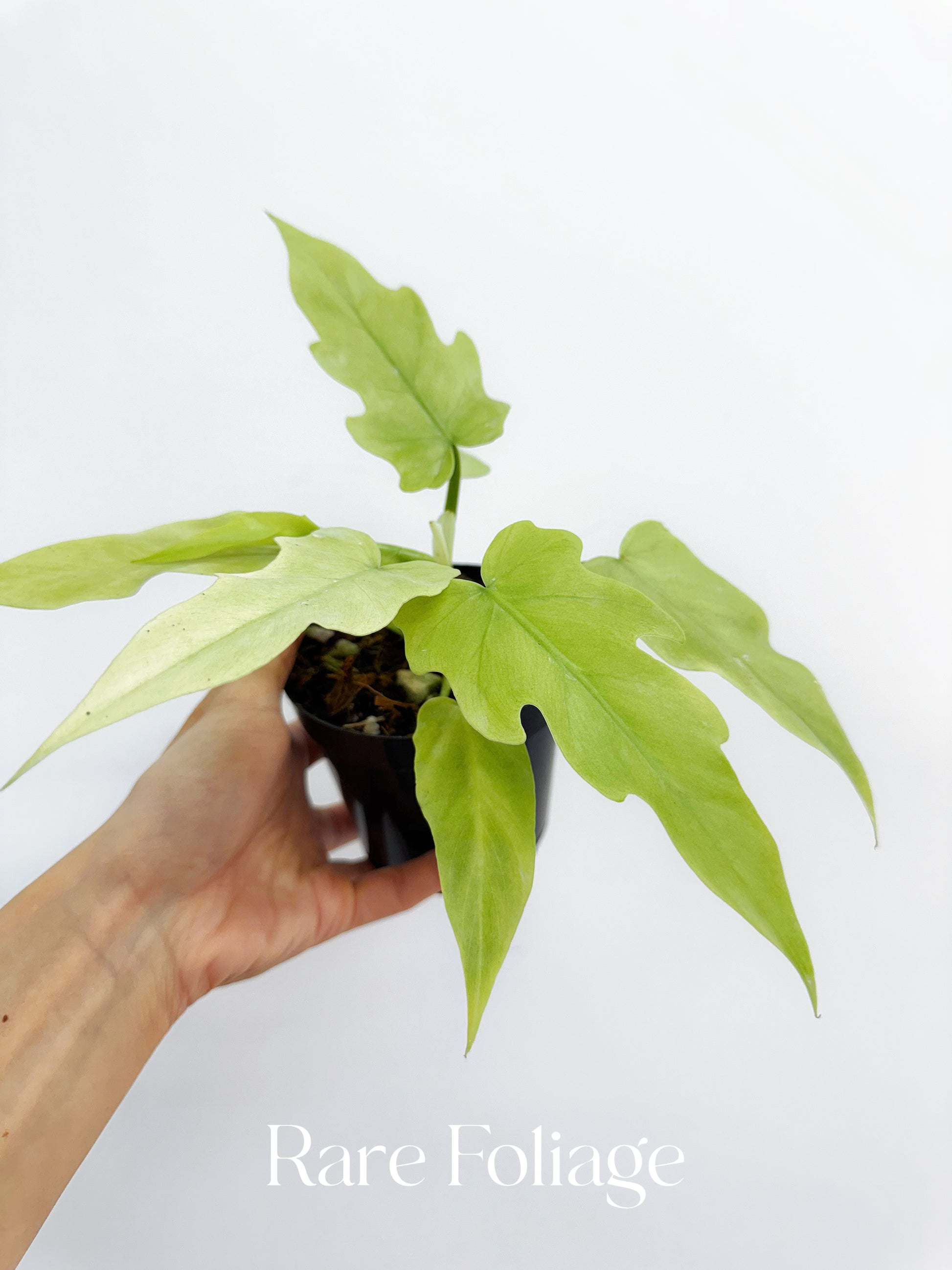 philodendron radium Philodendron Radiatum Mint Variegated 4" – Rare Foliage Plant Co