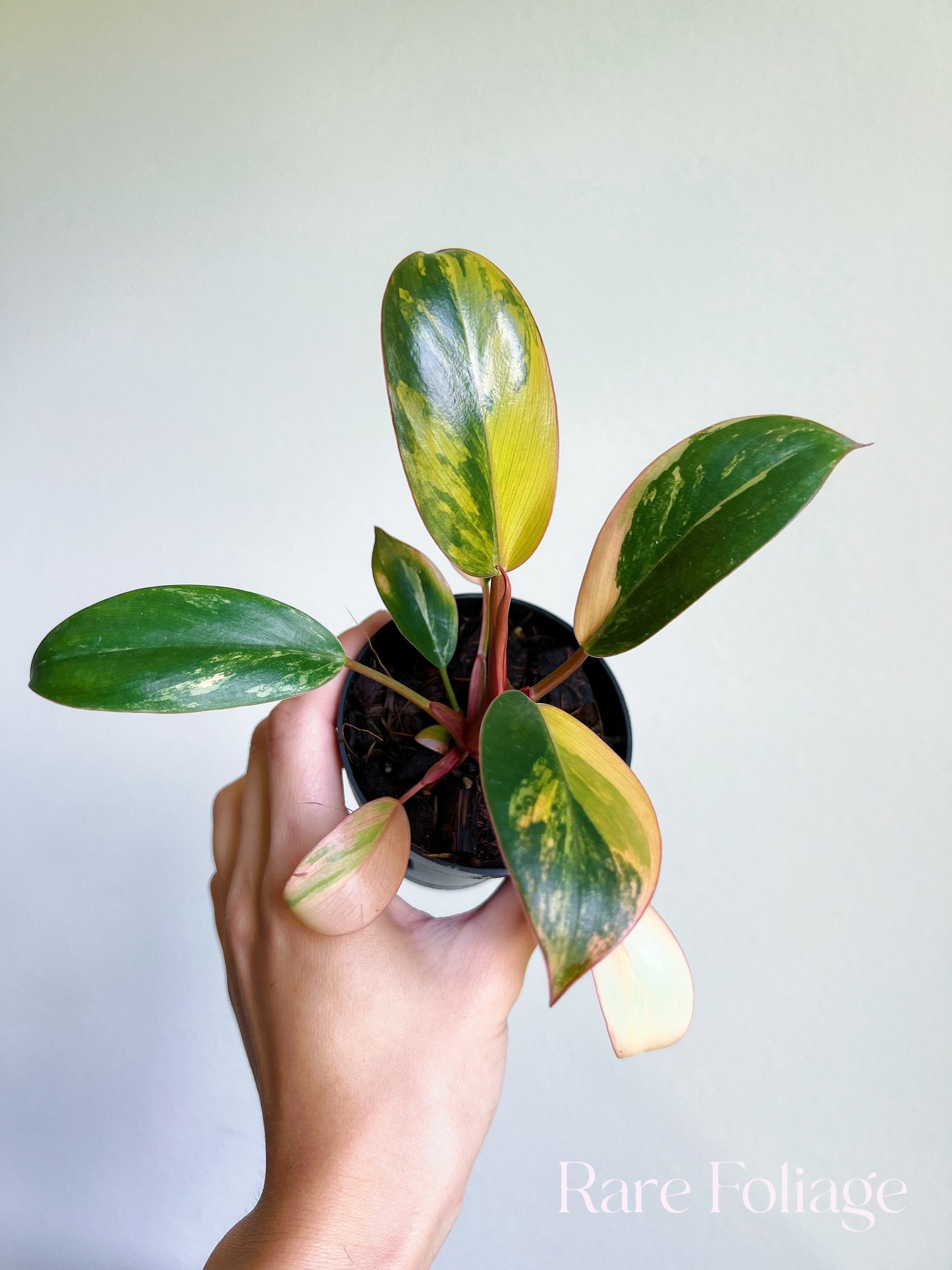 philodendron red congo variegated tissue culture Philodendron Red Congo Variegated 3/4" – Rare Foliage Plant Co