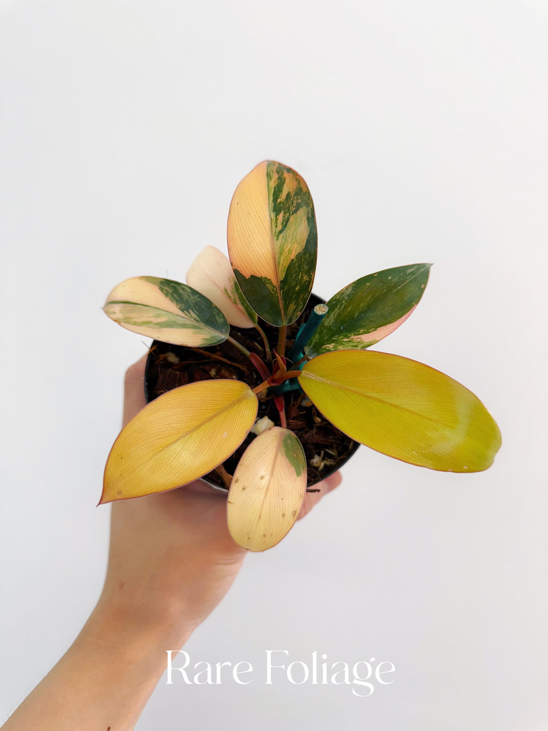 Philodendron Red Congo Variegated 4"  Rare Foliage Plant Co