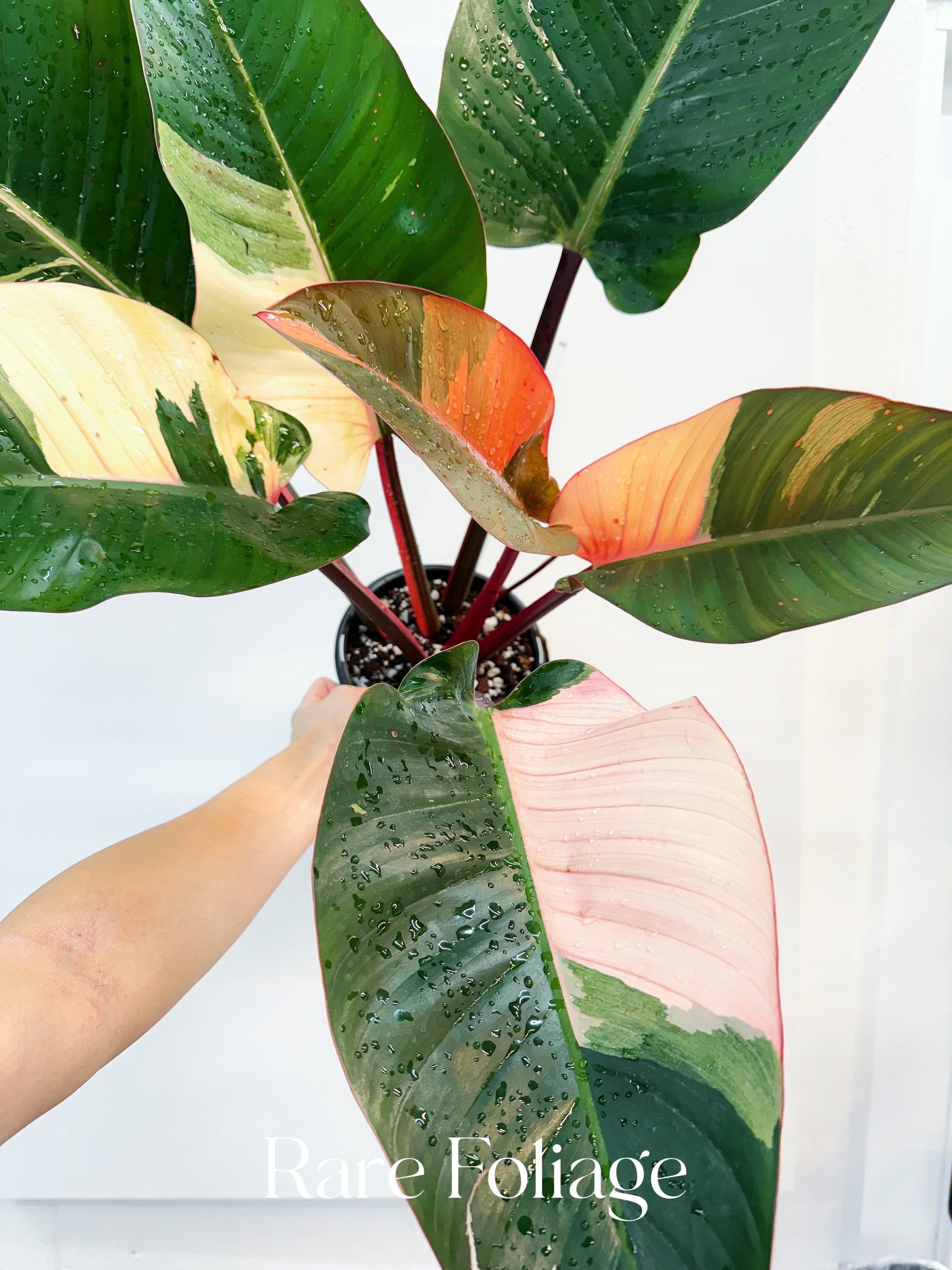 Philodendron Red Congo Variegated 6” Exact Plant – Rare Foliage Plant Co