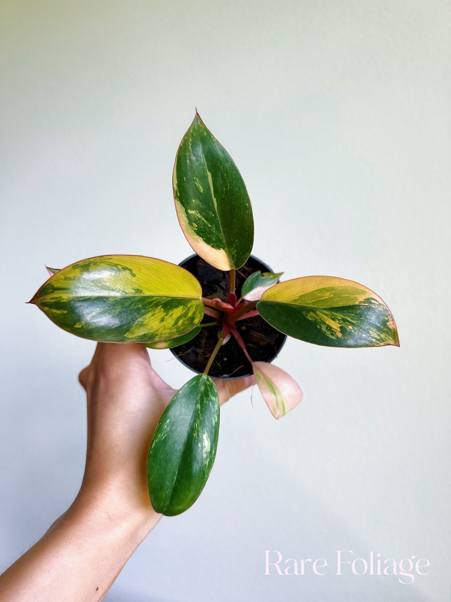 Philodendron Red Congo Variegated 3/4"