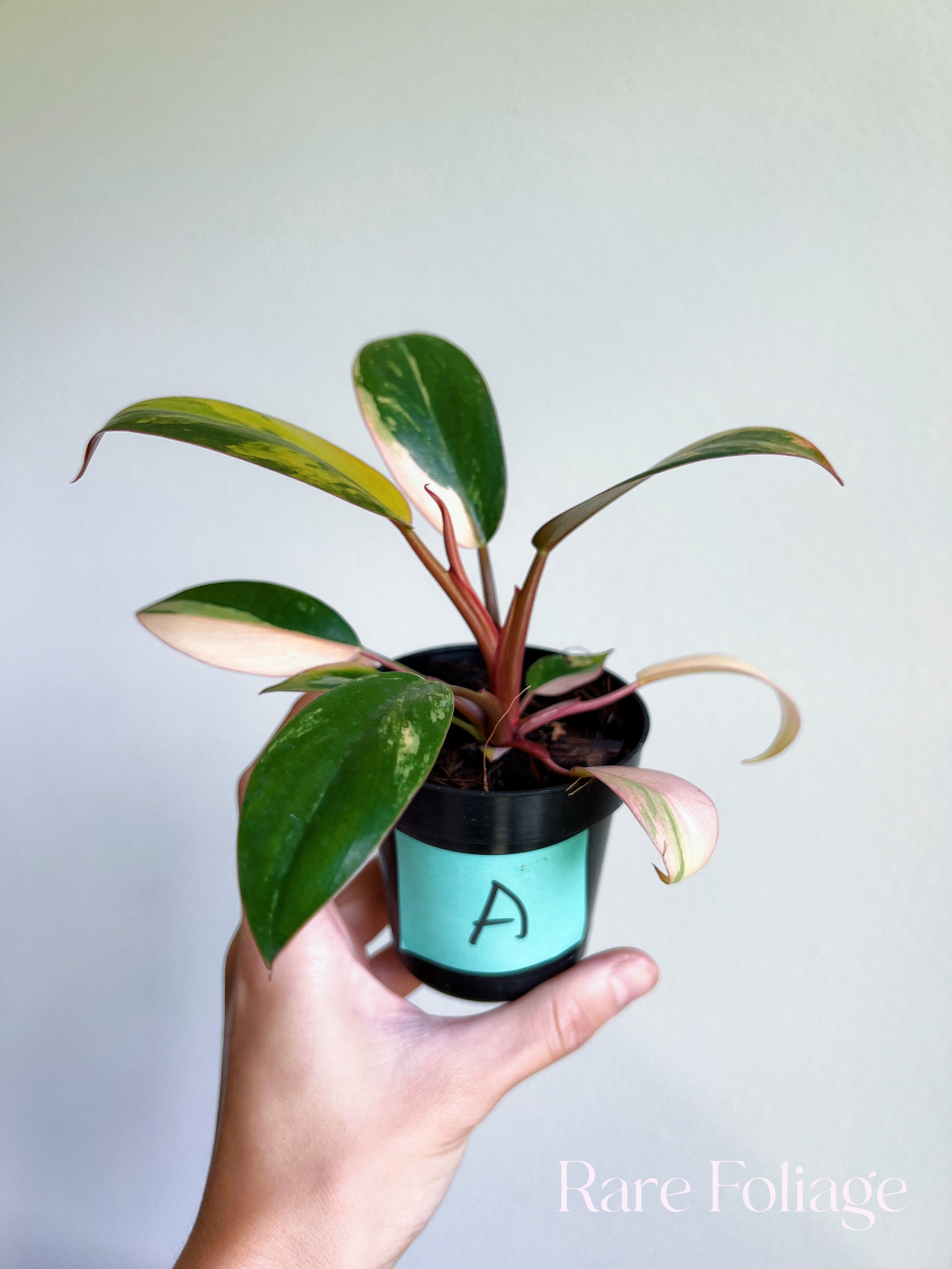 philodendron dwarf red Philodendron Red Congo Variegated 3/4"