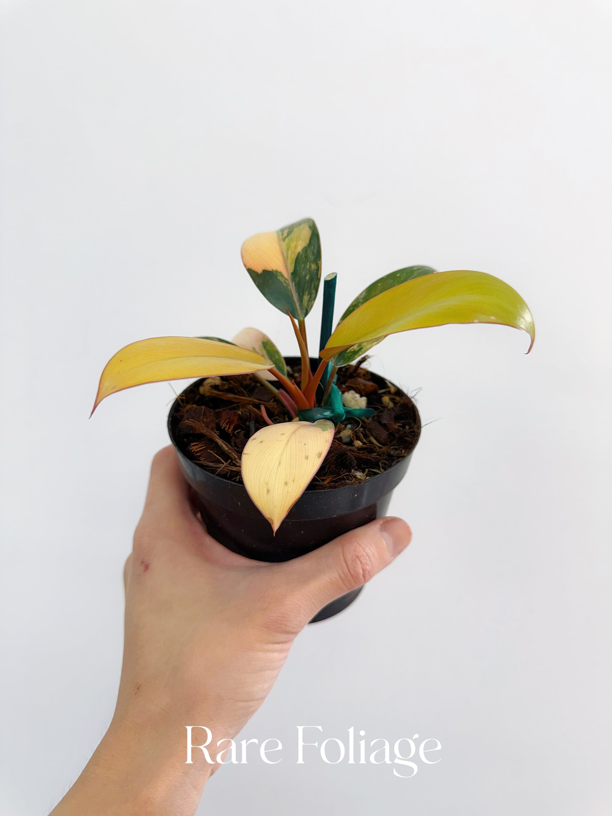 philodendron congo red yellow variegated Philodendron Red Congo Variegated 4" – Rare Foliage Plant Co