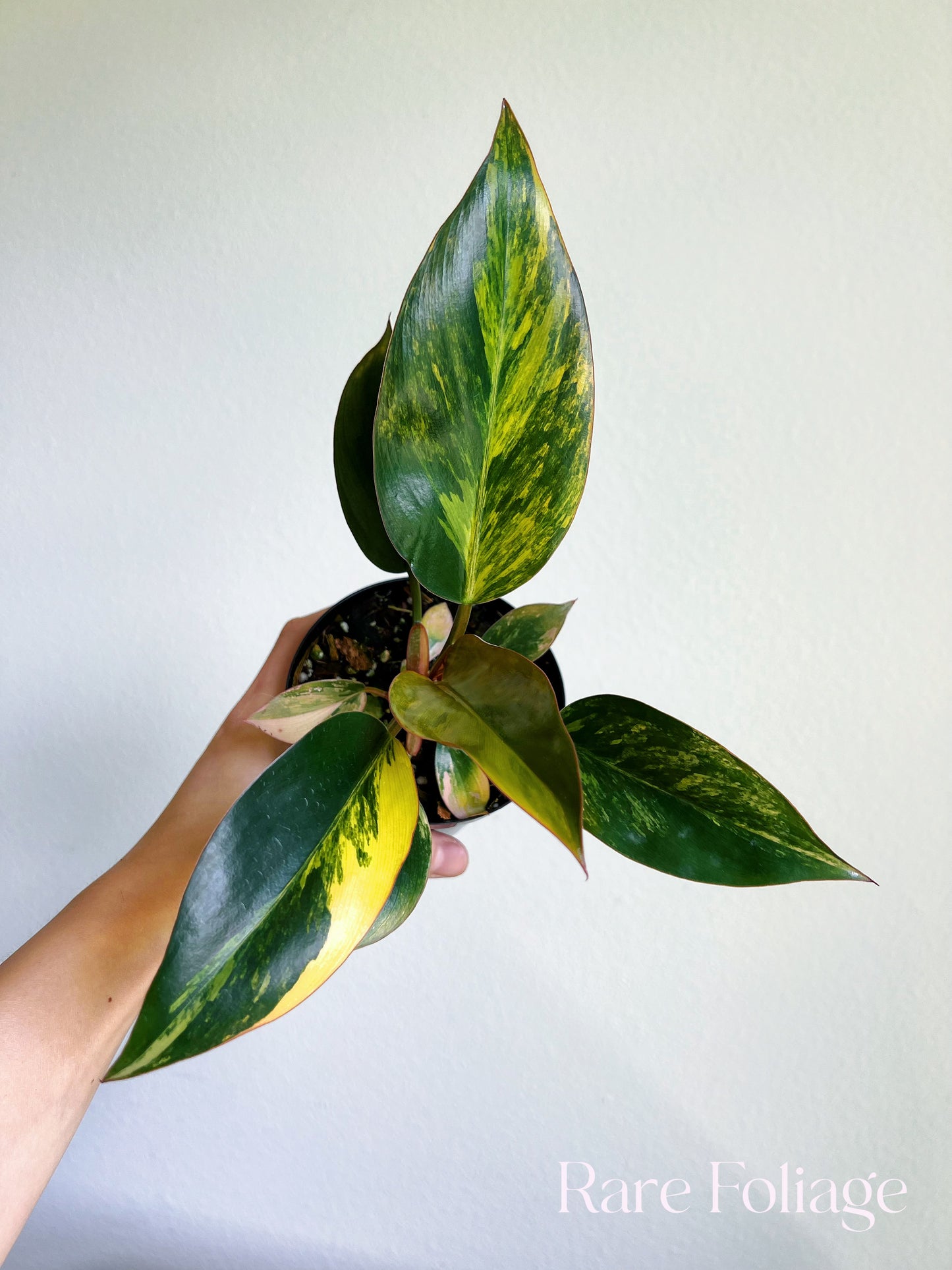 Philodendron Red Congo Variegated 3/4"