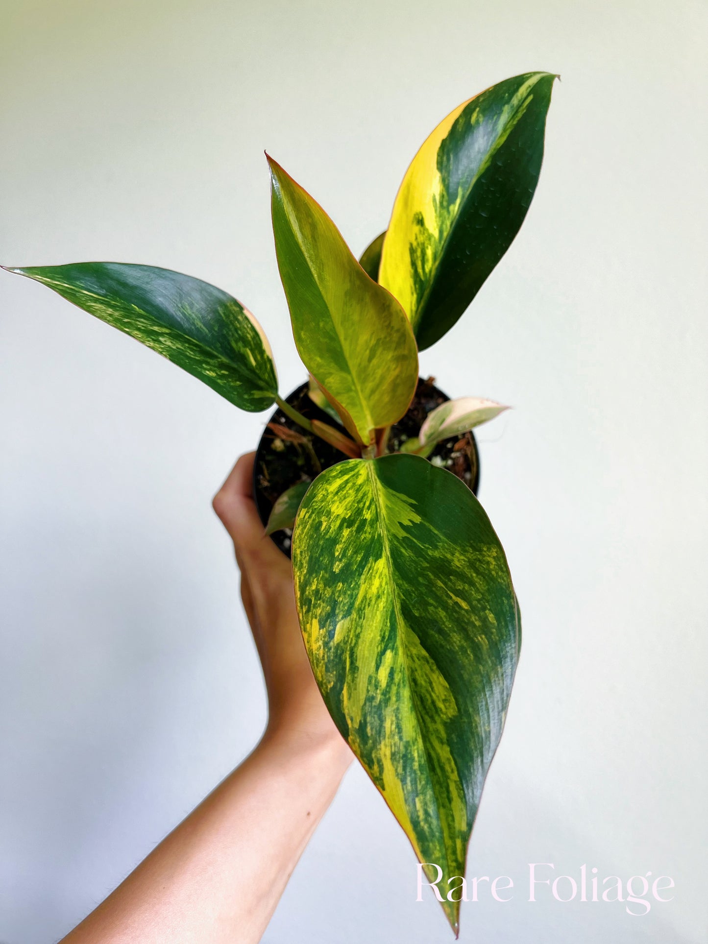 Philodendron Red Congo Variegated 3/4"