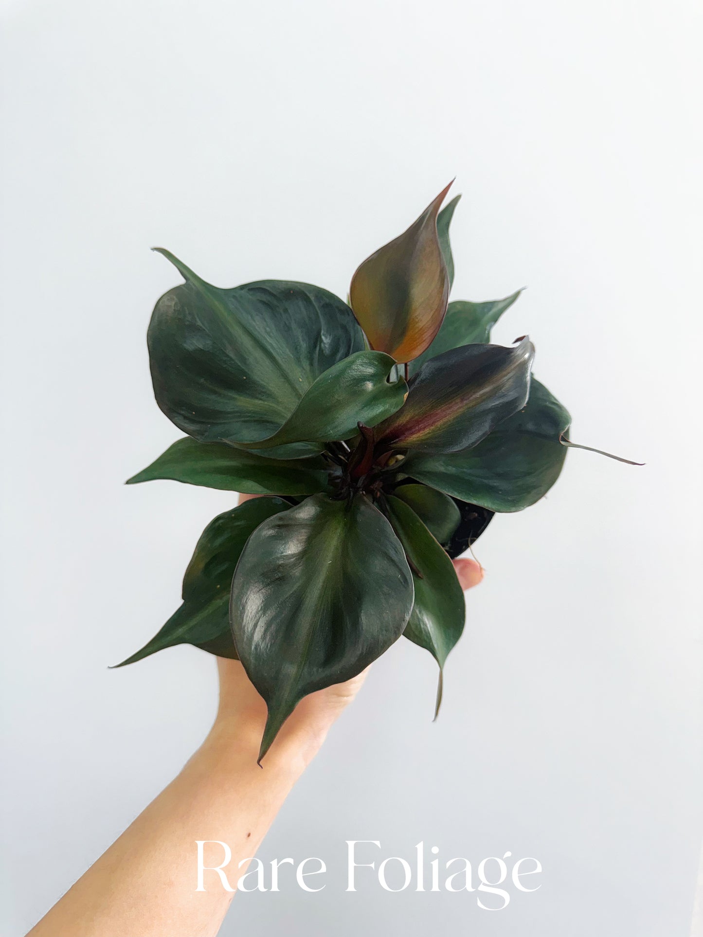 philodendron red heart for sale Philodendron Red Heart 4" – Rare Foliage Plant Co