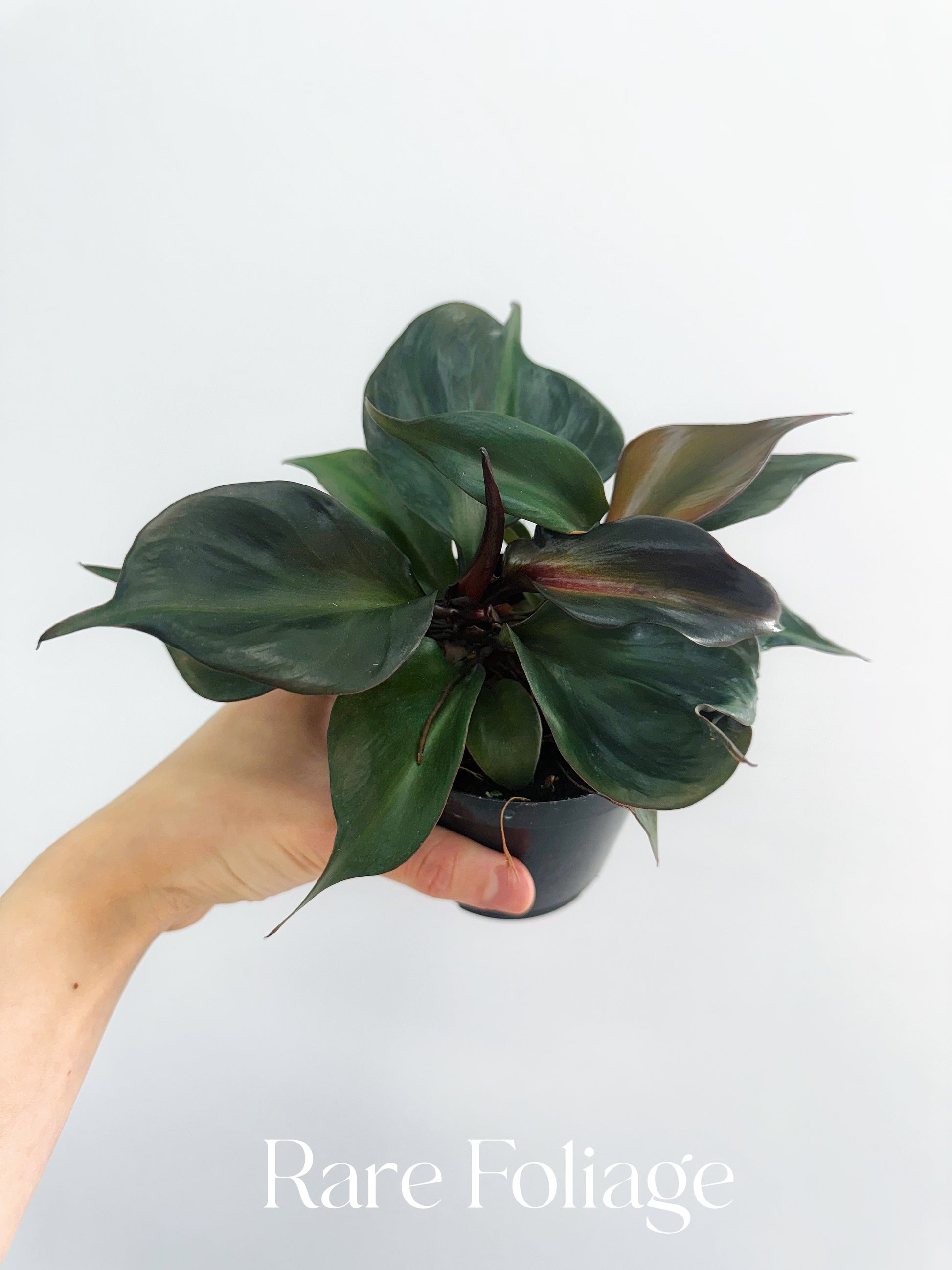red heart philodendron Philodendron Red Heart 4" – Rare Foliage Plant Co