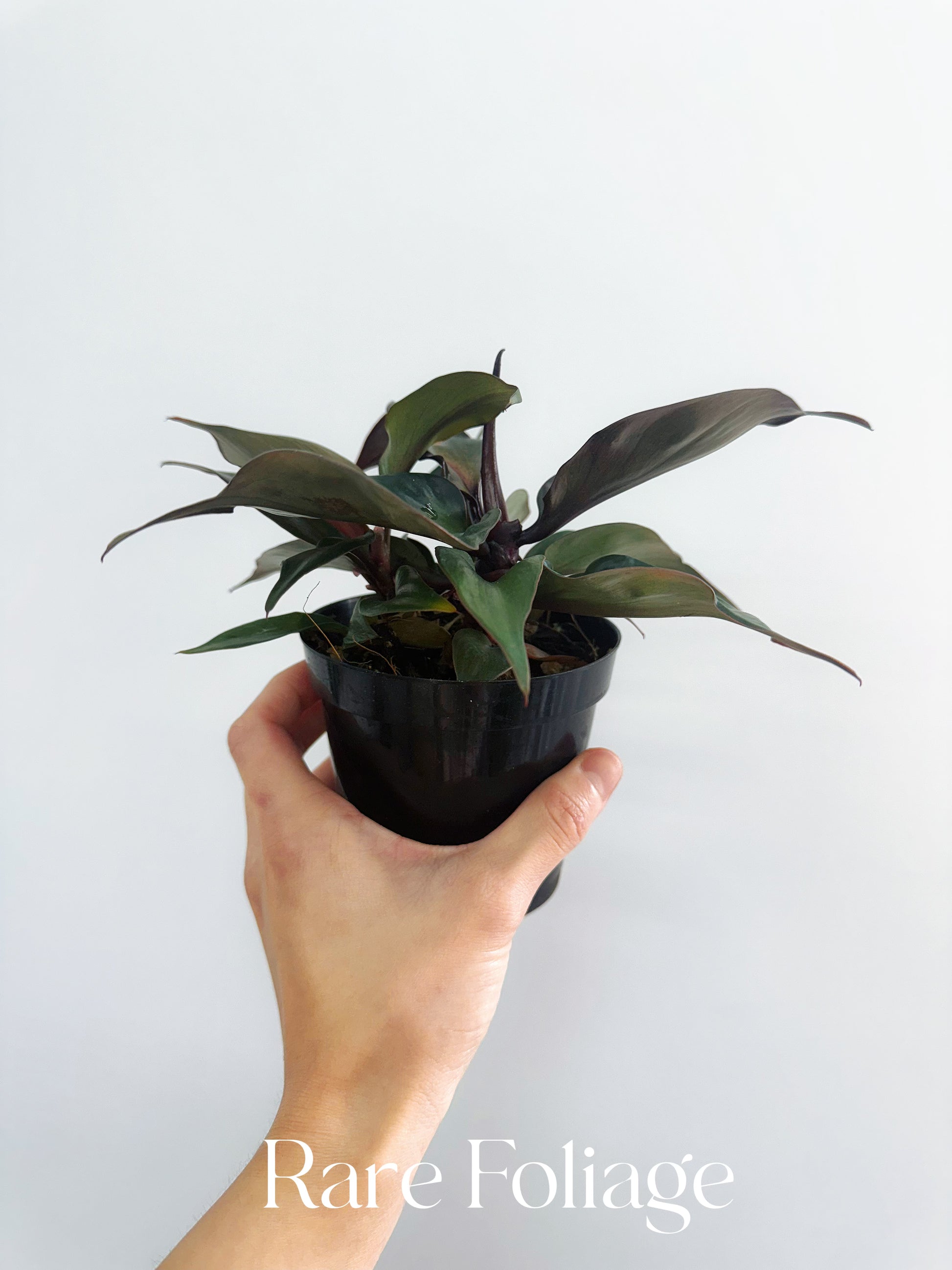 philodendron red heart for sale Philodendron Red Heart 4" – Rare Foliage Plant Co
