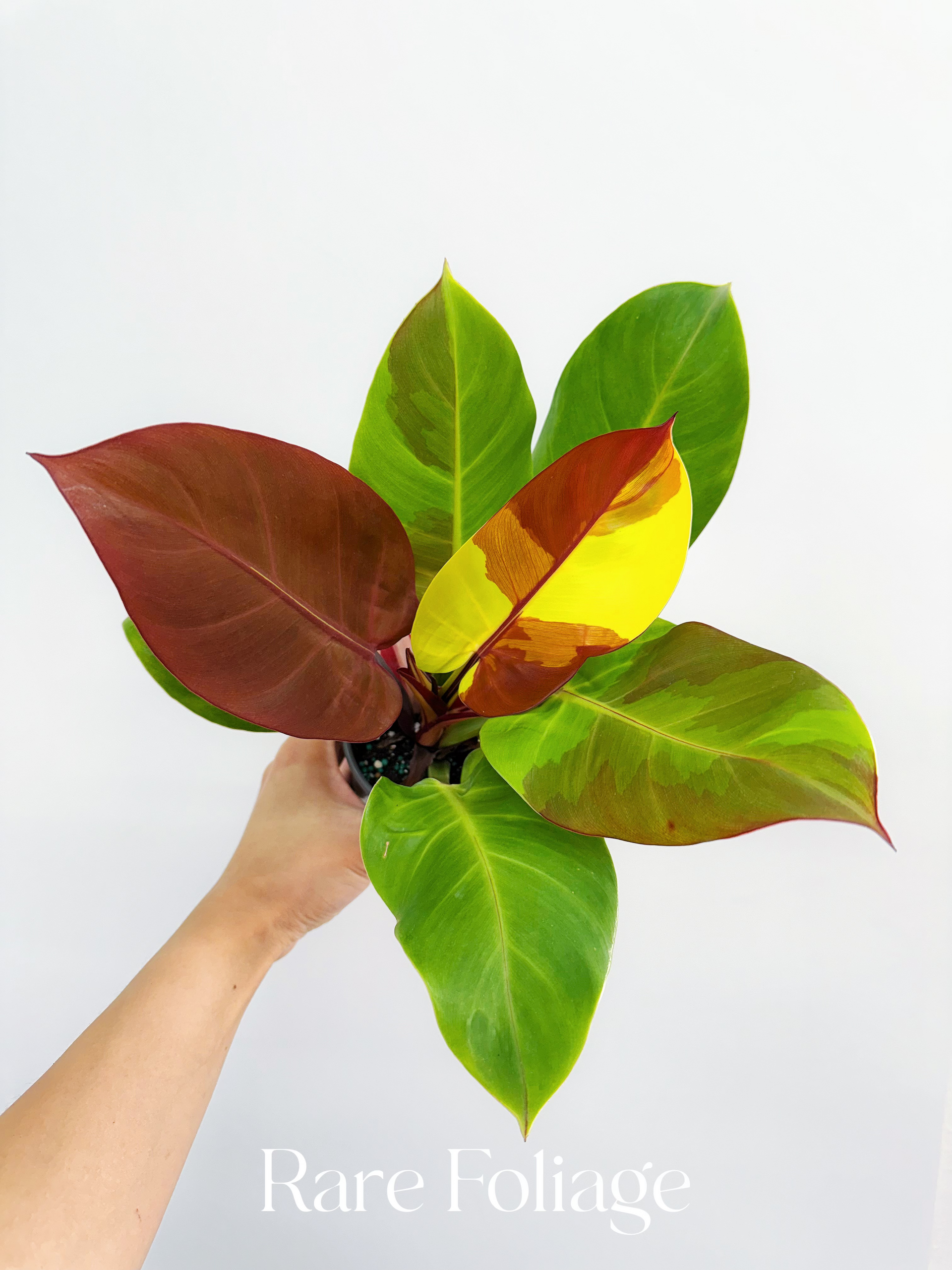 Philodendron Yellow Flame 6”