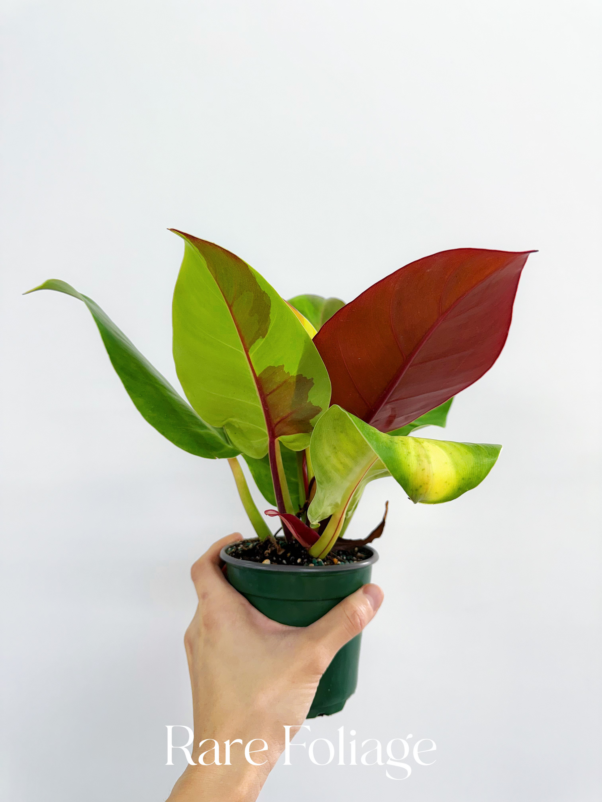 philodendron yellow flame vs red moon Philodendron Yellow Flame 6” – Rare Foliage Plant Co