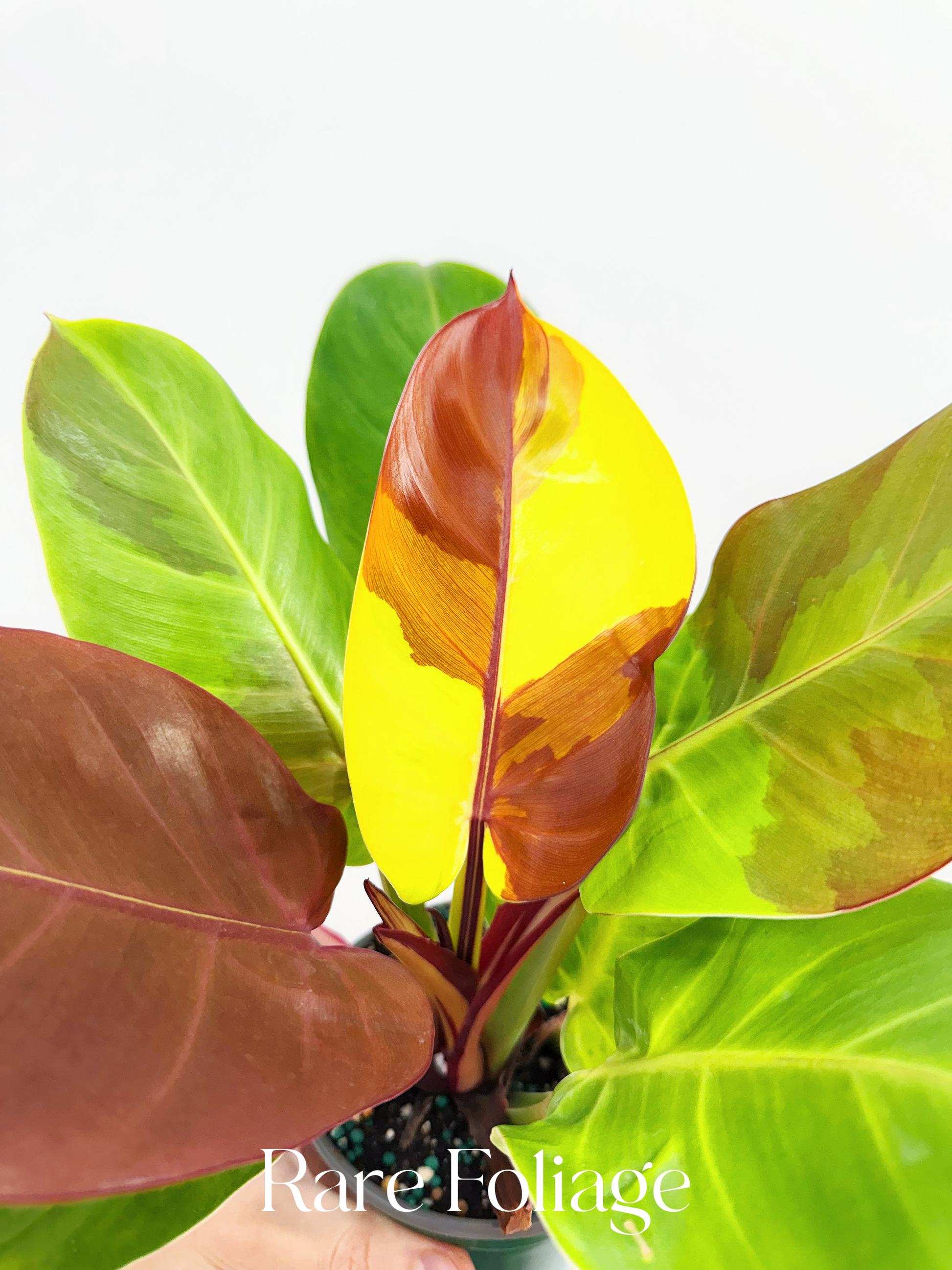 philodendron red moon for sale Philodendron Yellow Flame 6”