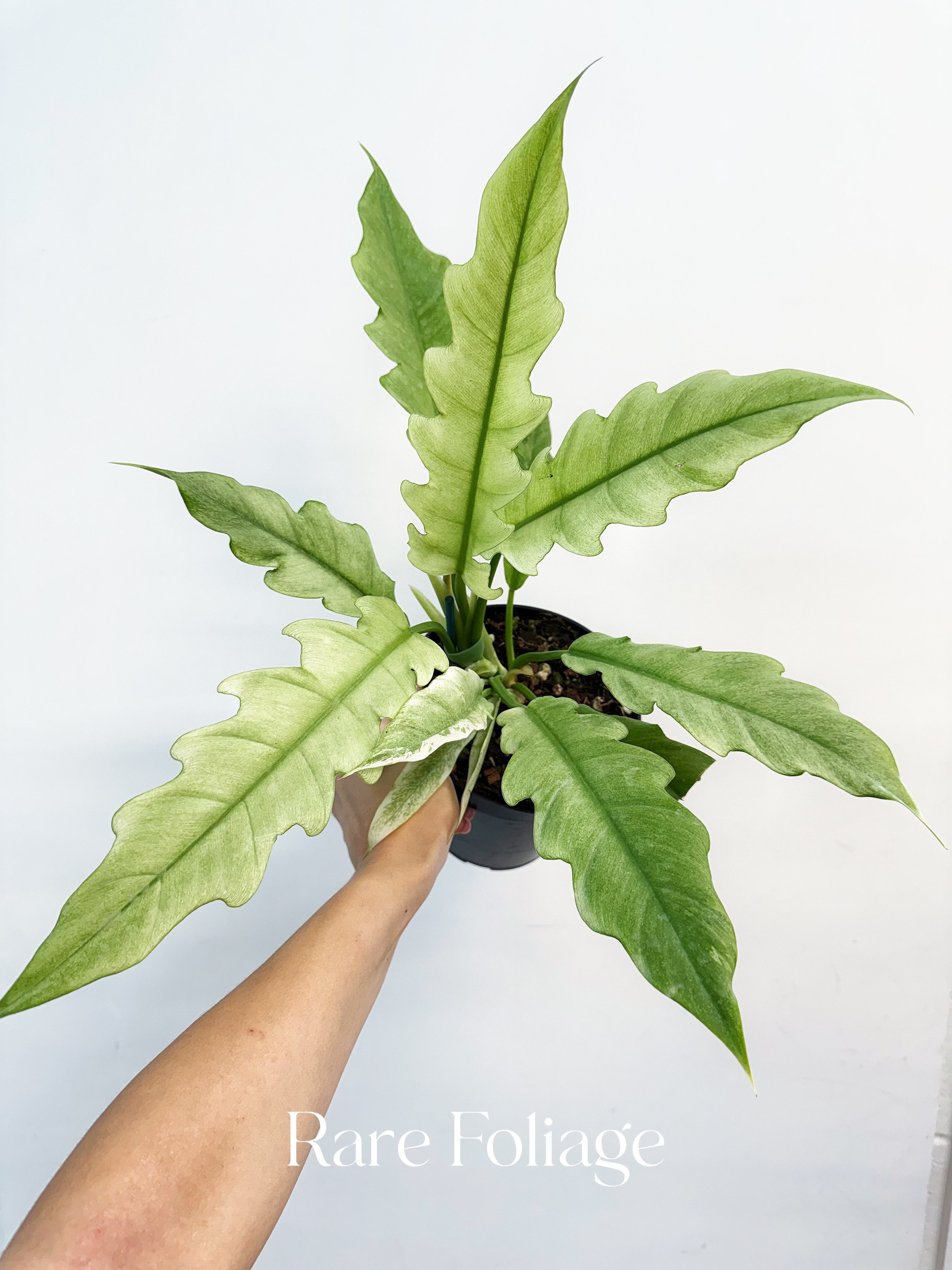 Philodendron Ring of Fire Mint - Thumbnail 2