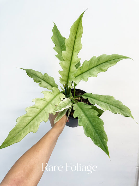 Philodendron Ring of Fire Mint 6"