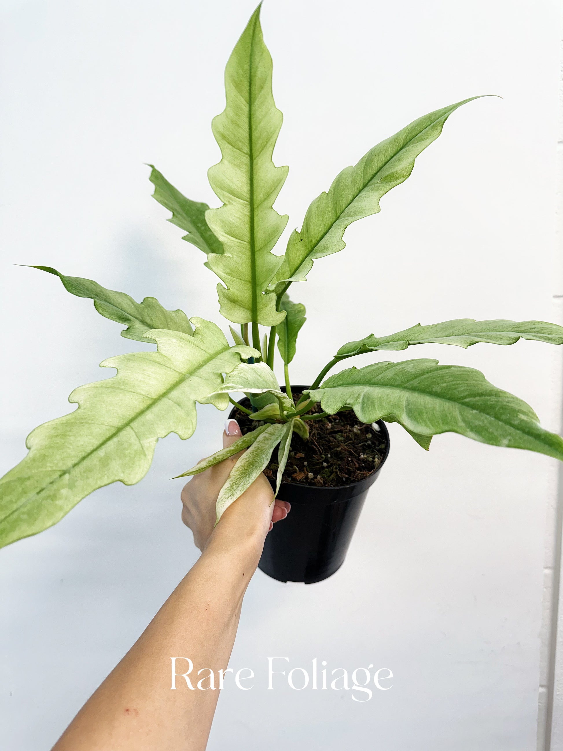 philodendron narrow ring of fire Philodendron Ring of Fire Mint 6"
