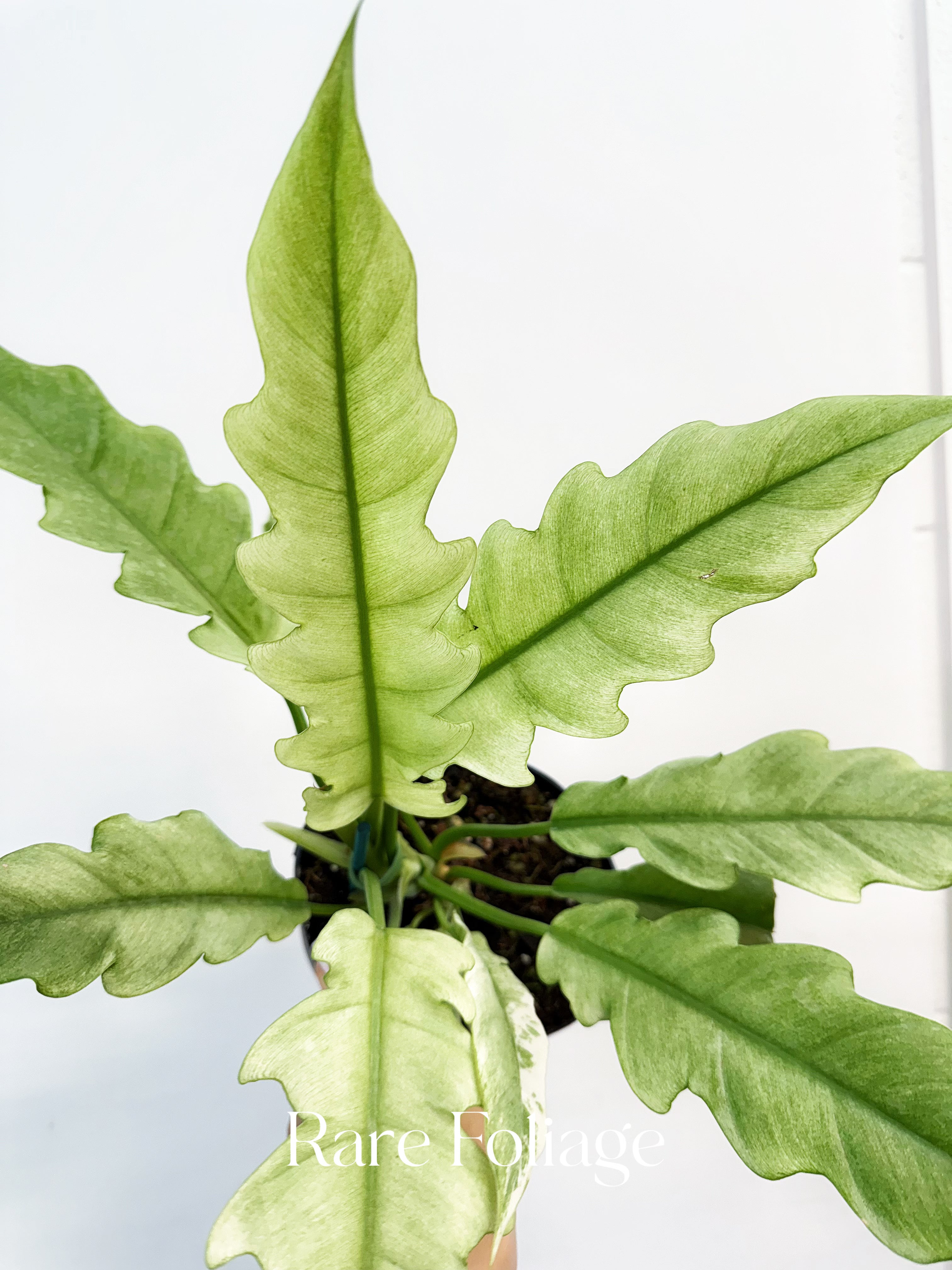 Philodendron Ring of Fire Mint - Thumbnail 4