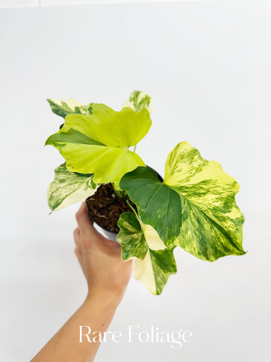Philodendron Selloum Variegated 4”