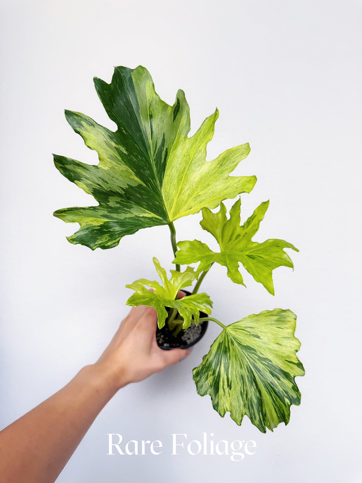 Philodendron Selloum Variegated 4”