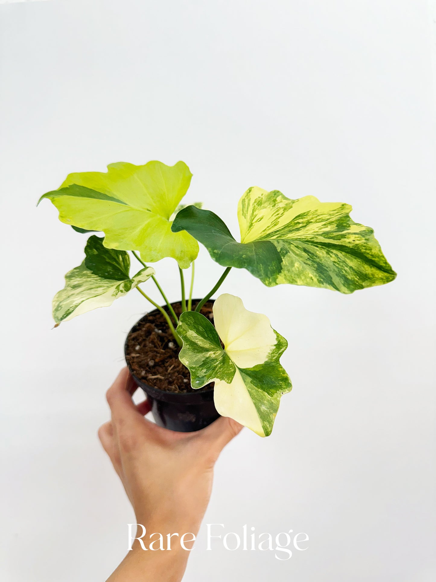 Philodendron Selloum Variegated 4”