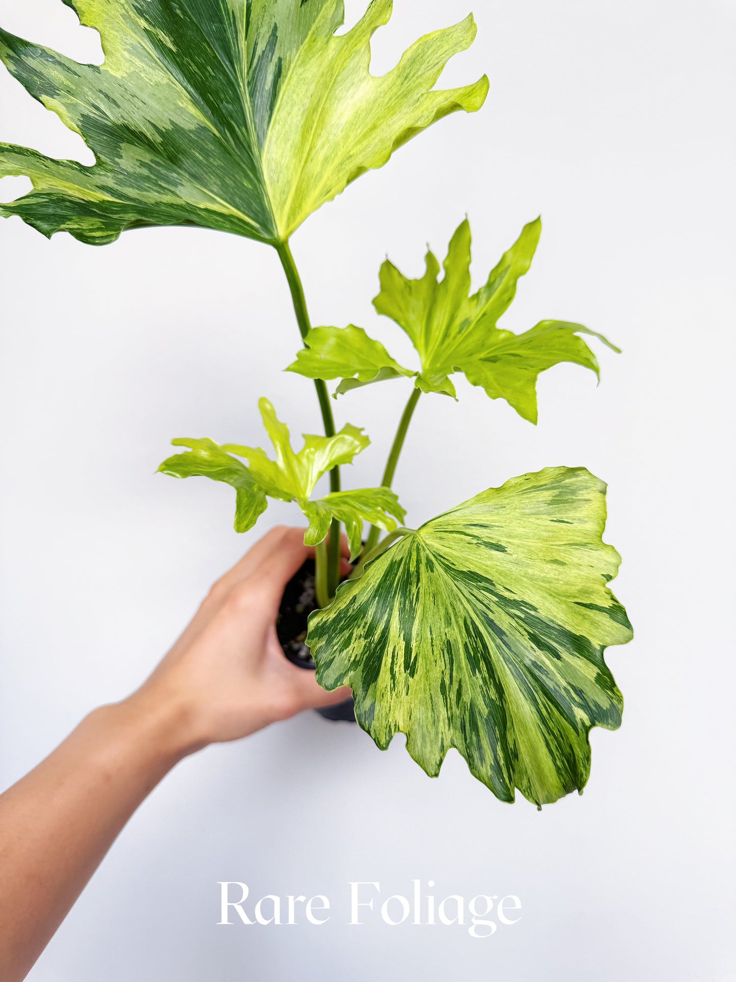 Philodendron Selloum Variegated 4”