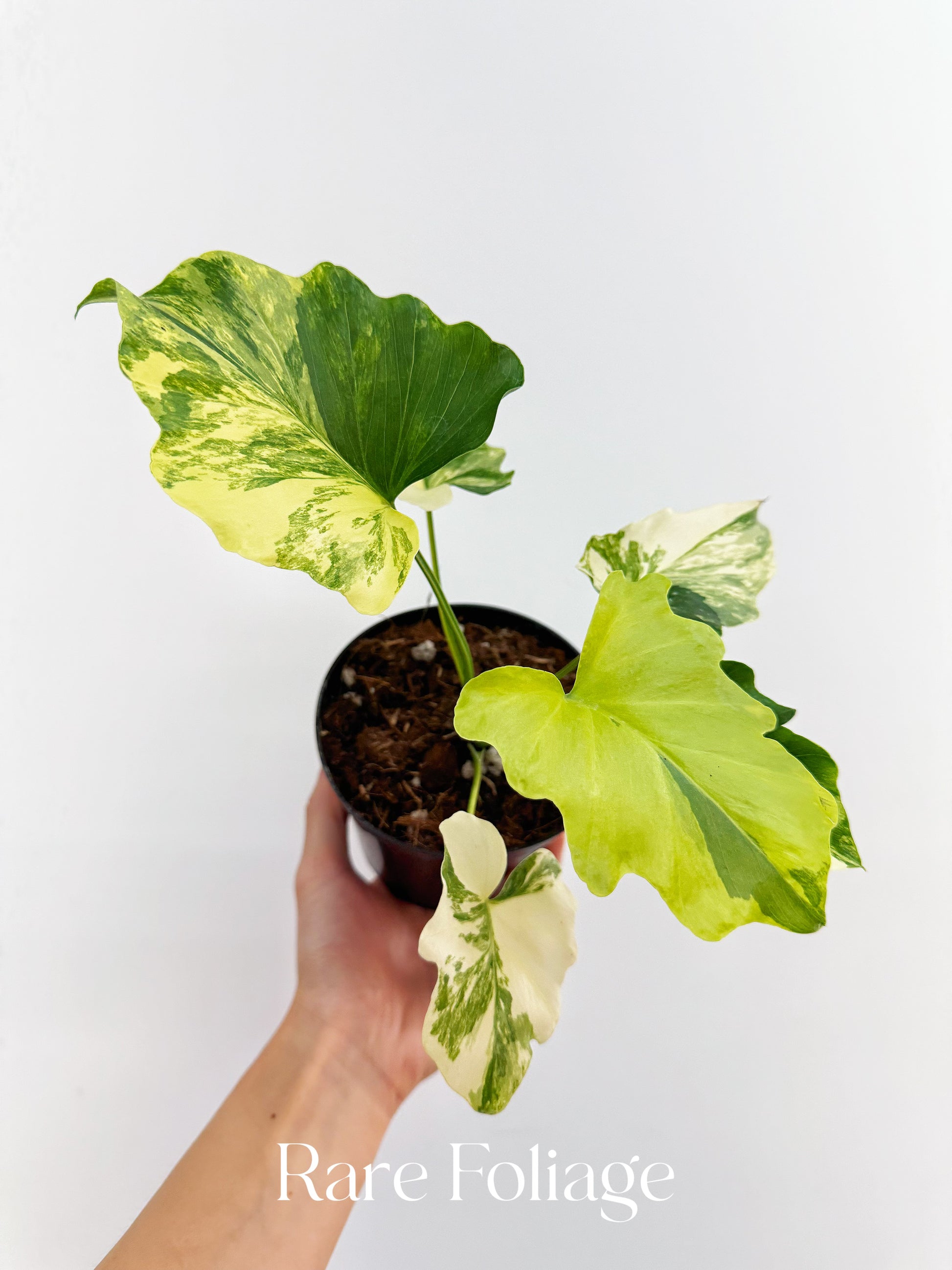 variegated philodendron for sale Philodendron Selloum Variegated 4”