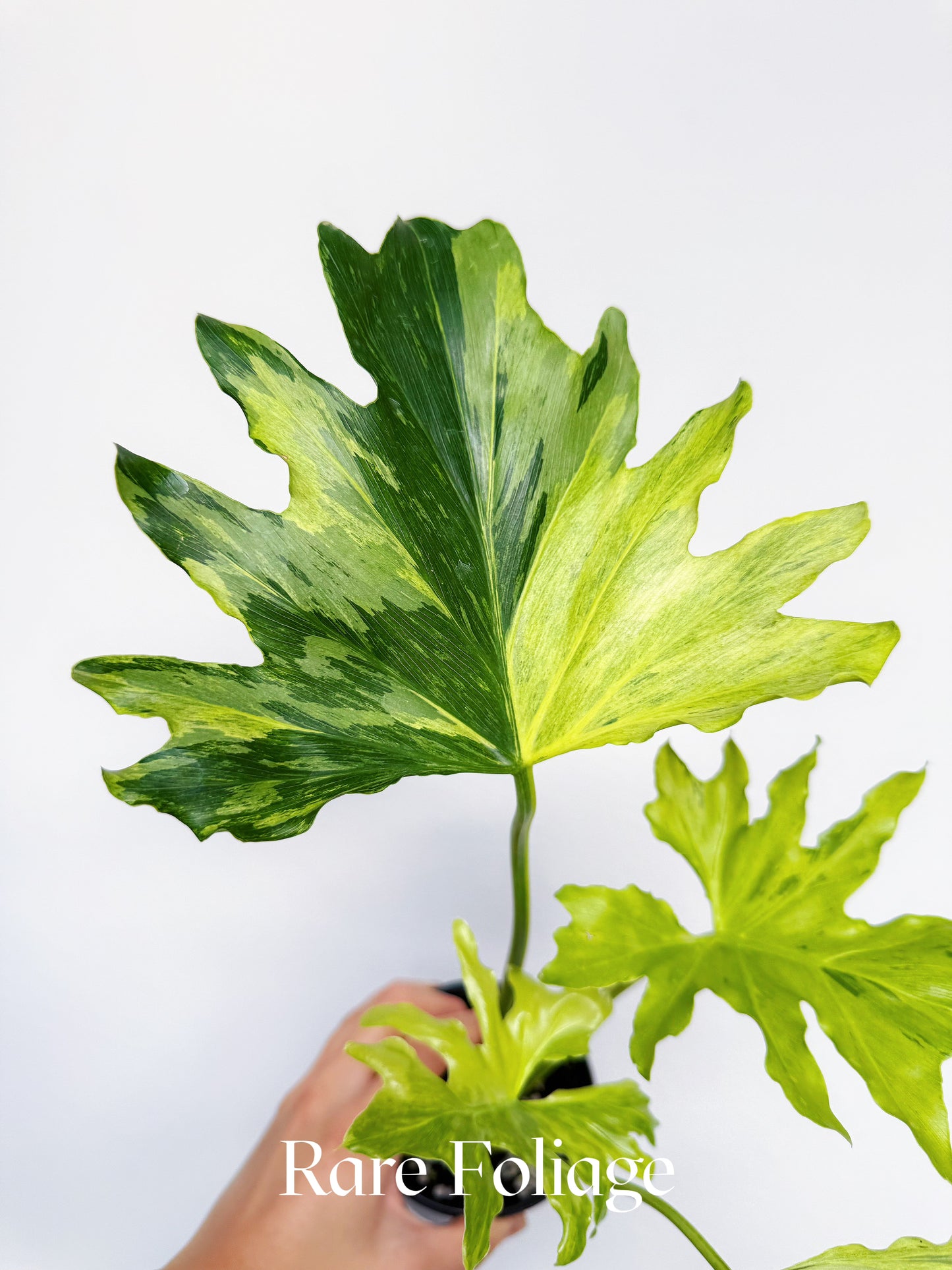 Philodendron Selloum Variegated 4”