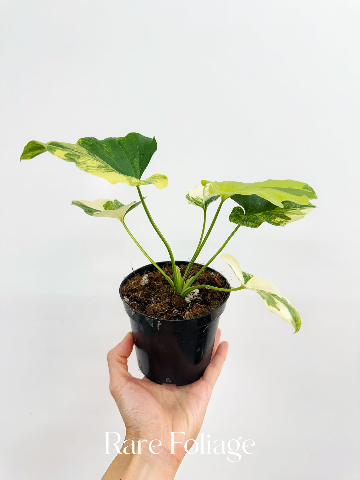 Philodendron Selloum Variegated 4”