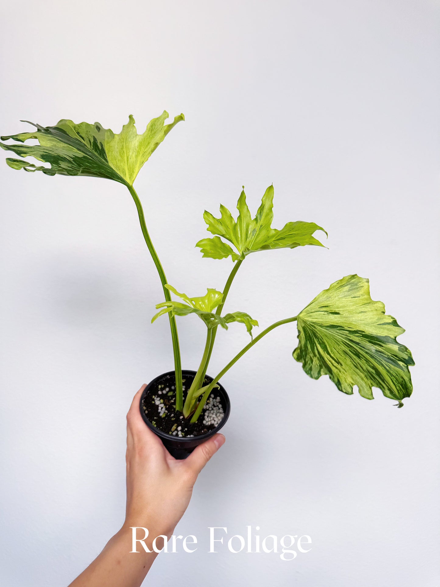 Philodendron Selloum Variegated 4”