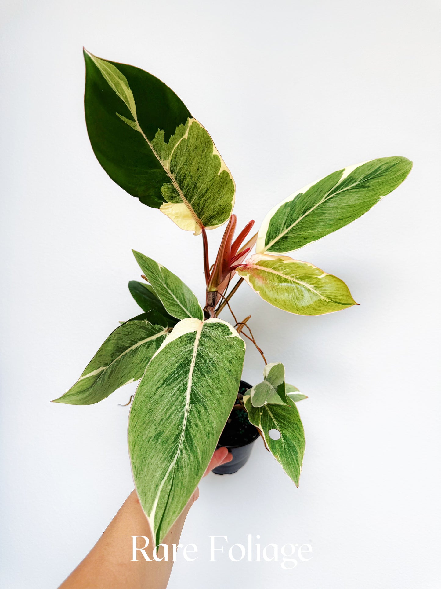 Philodendron Shady Lady 4"