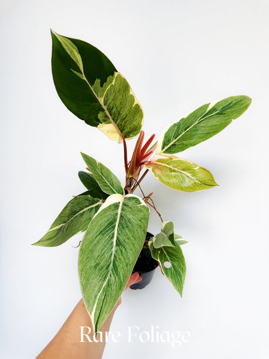 Philodendron Shady Lady 4"