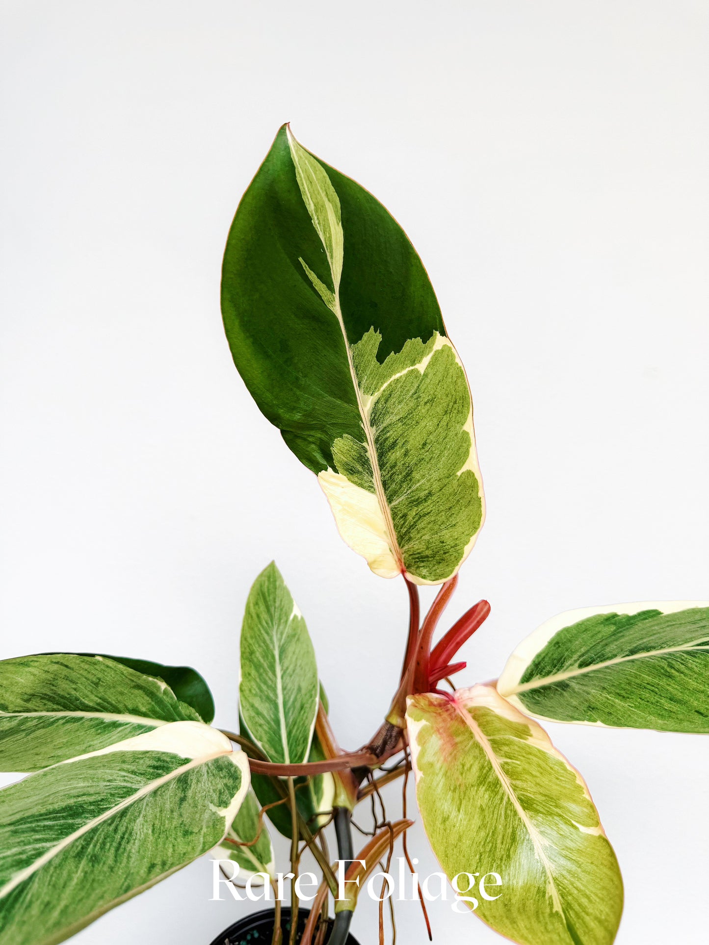 Philodendron Shady Lady 4"