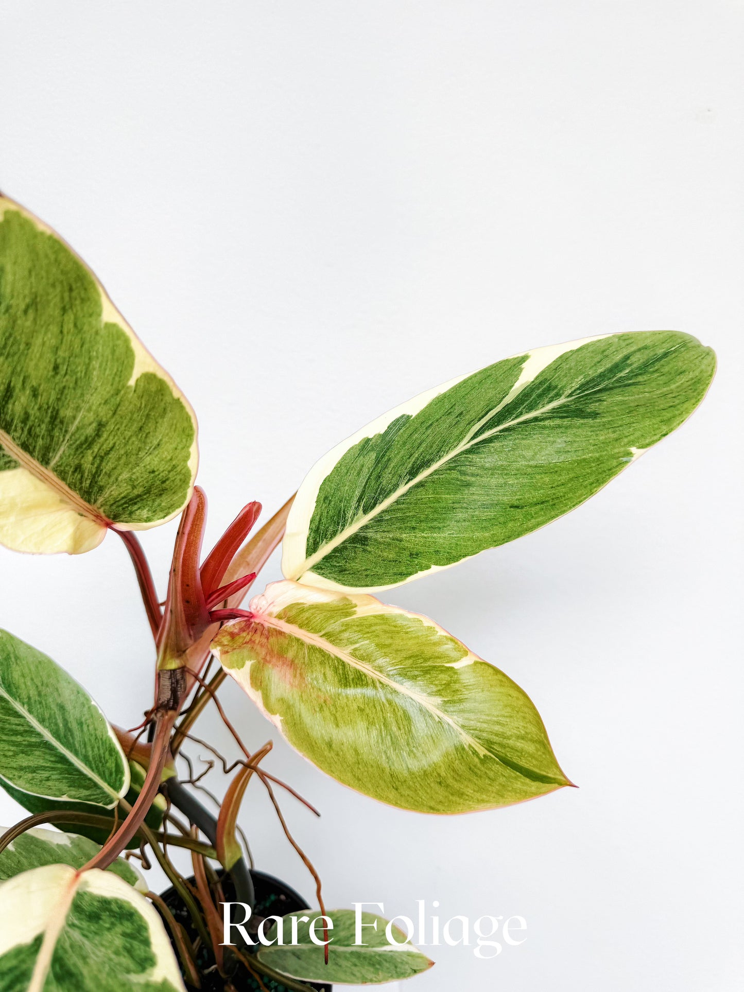 Philodendron Shady Lady 4"