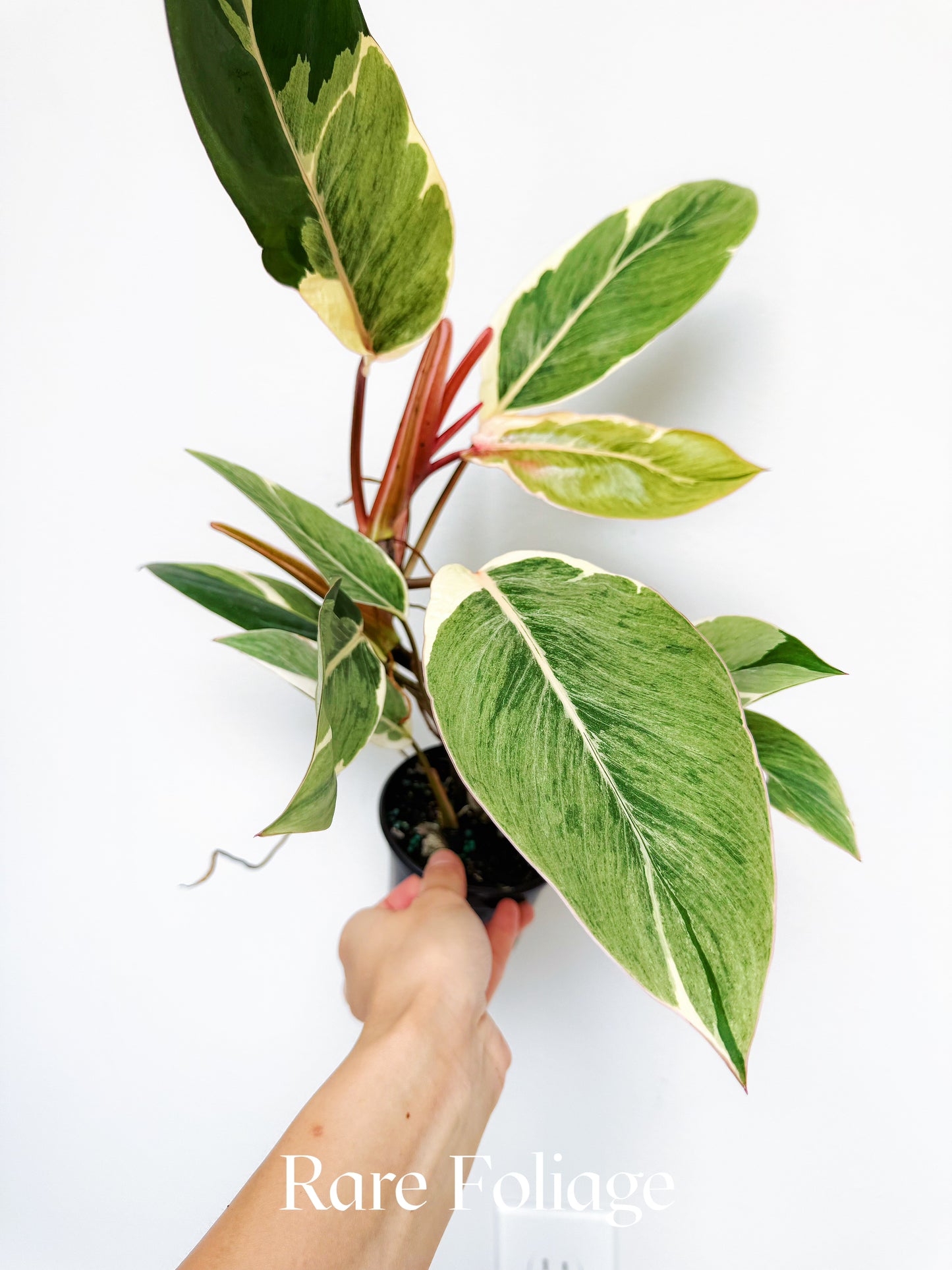 Philodendron Shady Lady 4"