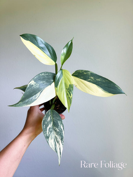 Philodendron Silver Sword Variegated 3”