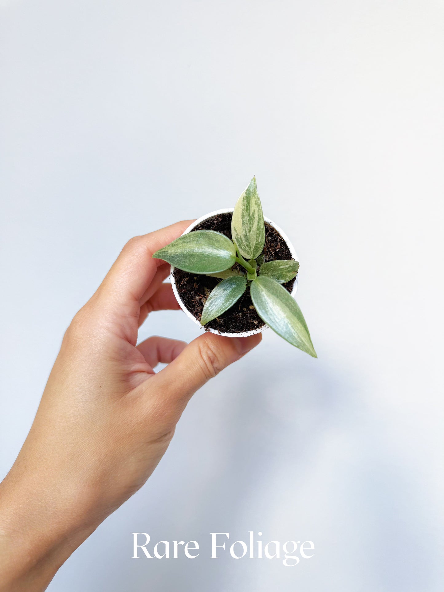 Philodendron Silver Sword Variegated 2"